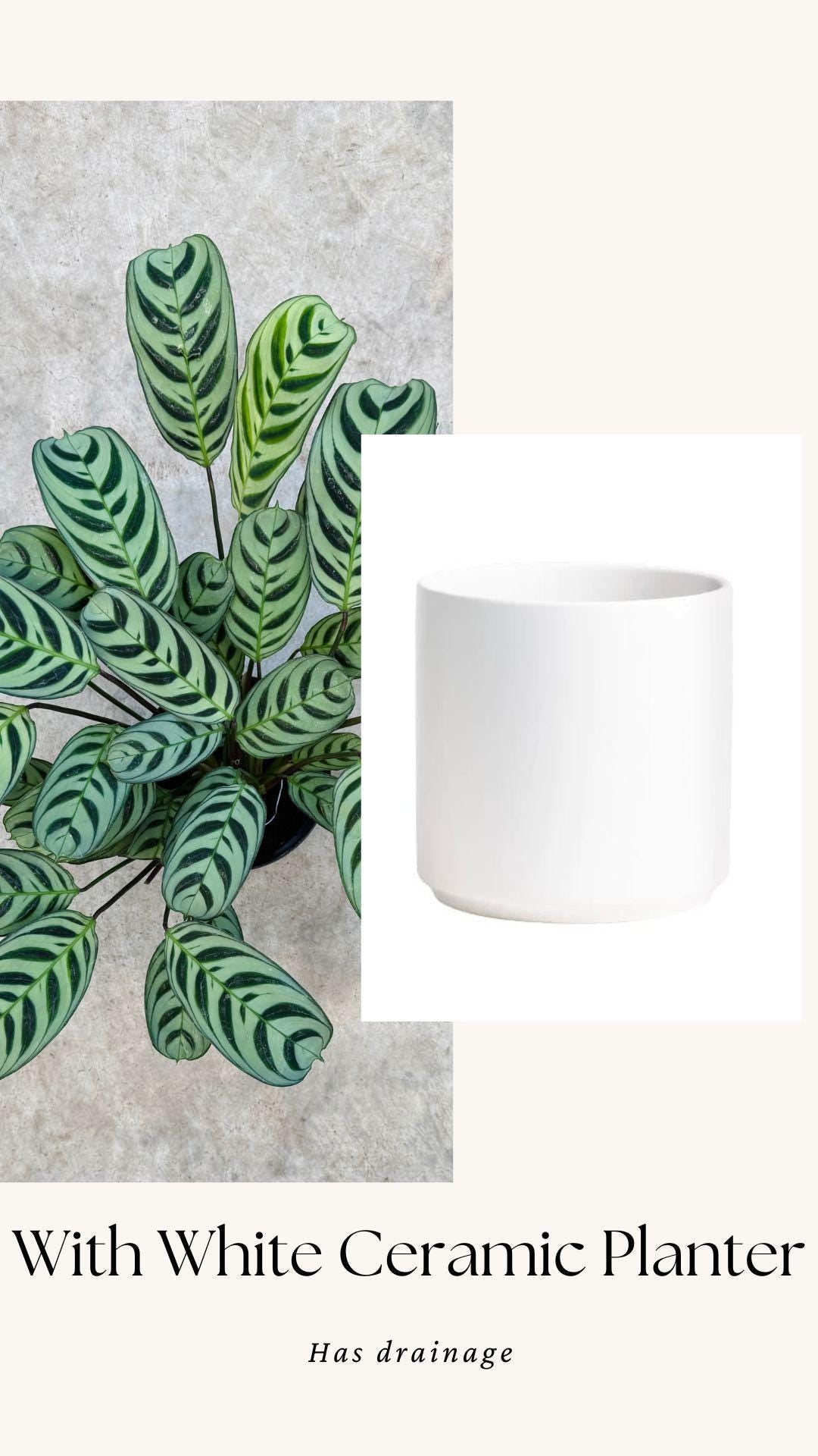 Calathea Burle Marx Ctenanthe Plant - 6 inch Pot