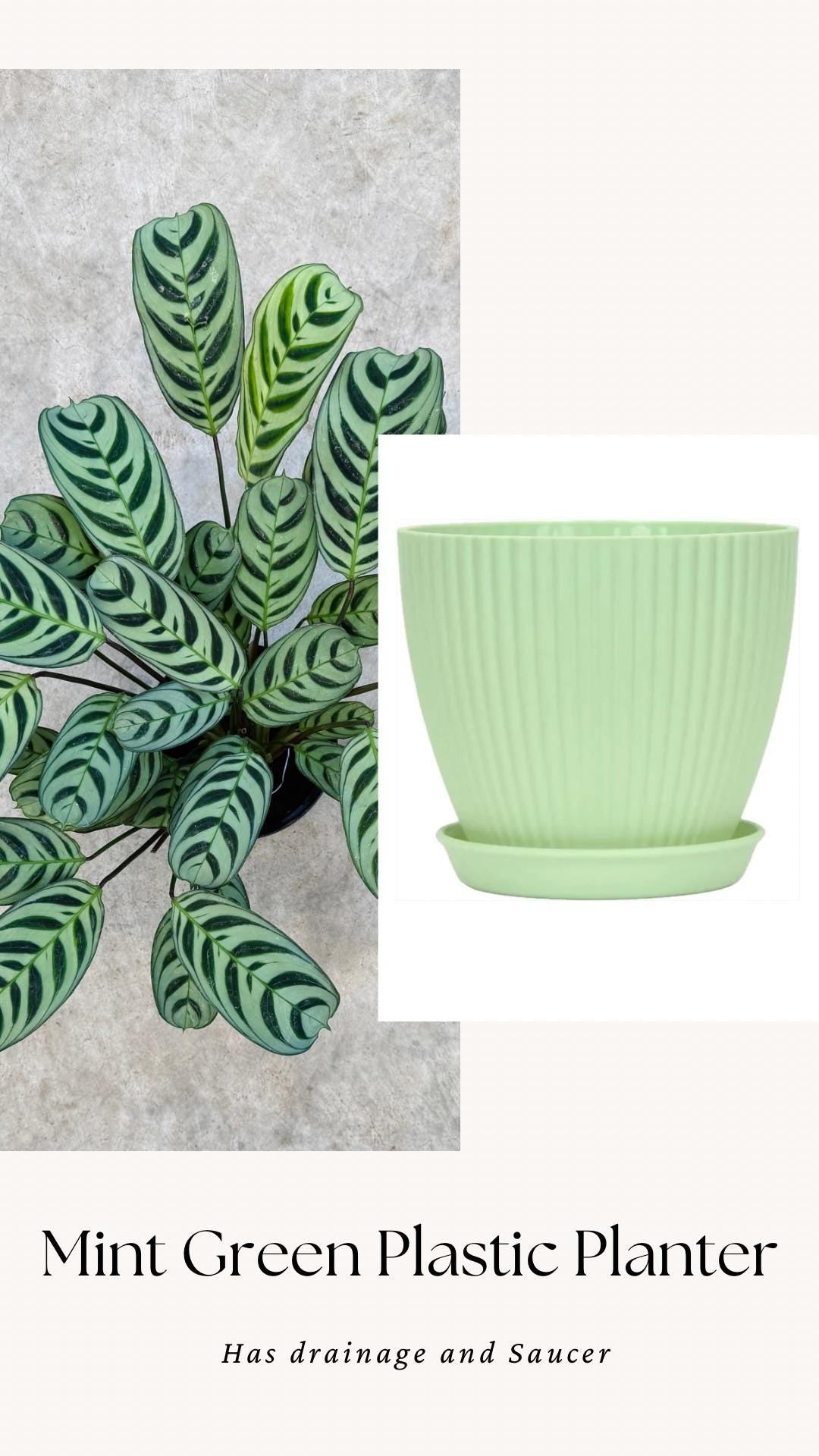 Calathea Burle Marx Ctenanthe Plant - 6 inch Pot