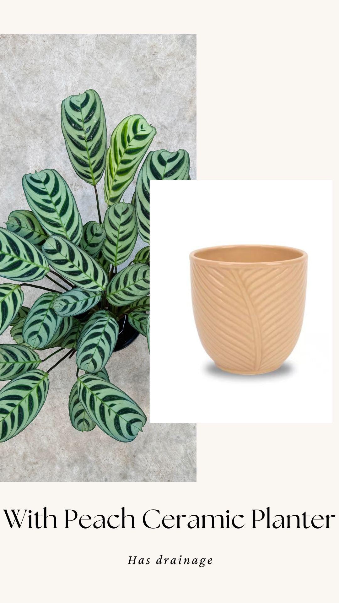 Calathea Burle Marx Ctenanthe Plant - 6 inch Pot