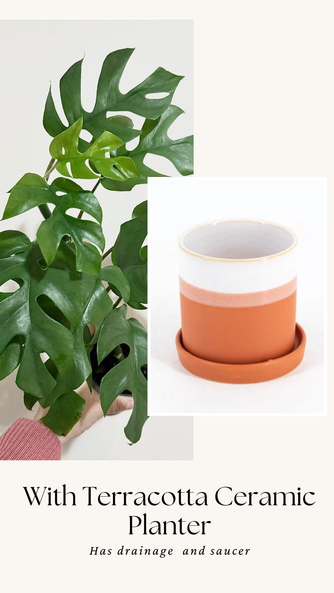 Rhaphiadora Tetrasperma Plant I Mini Monstera 4 inch - Full Rooted Established Plant