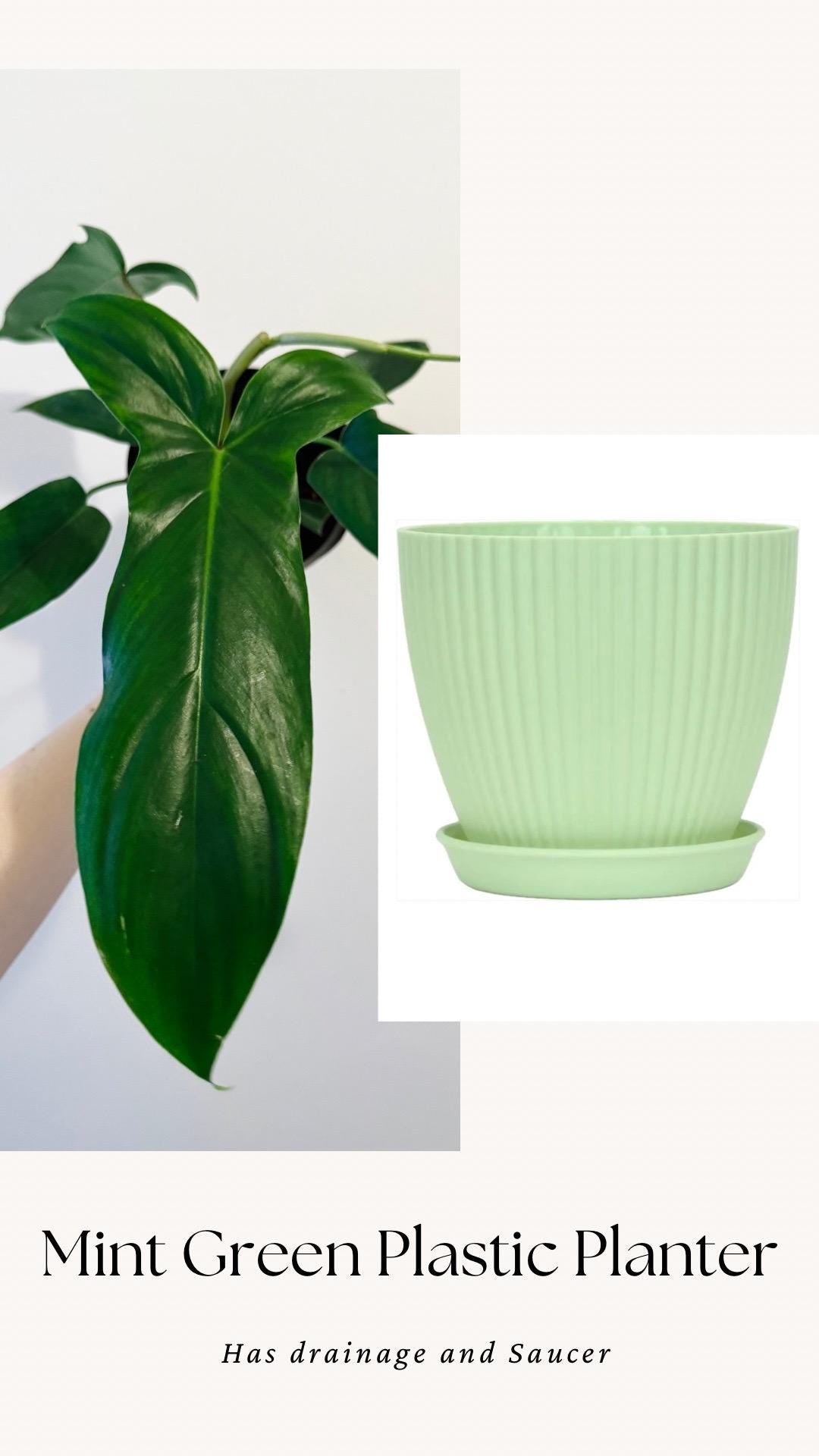 Philodendron 69686 Plant - 6β Pot - Live Plant - Indoor- Houseplant - Rare Plant