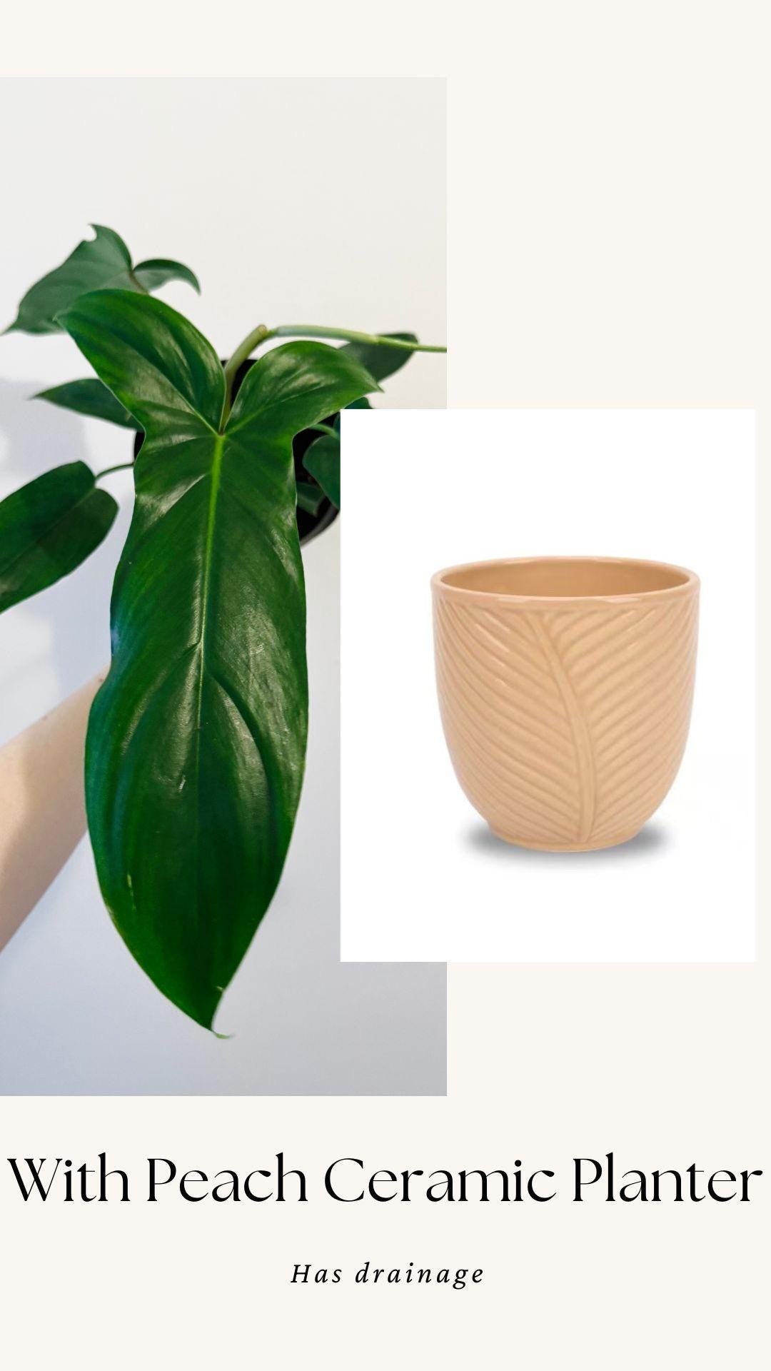 Philodendron 69686 Plant - 6β Pot - Live Plant - Indoor- Houseplant - Rare Plant