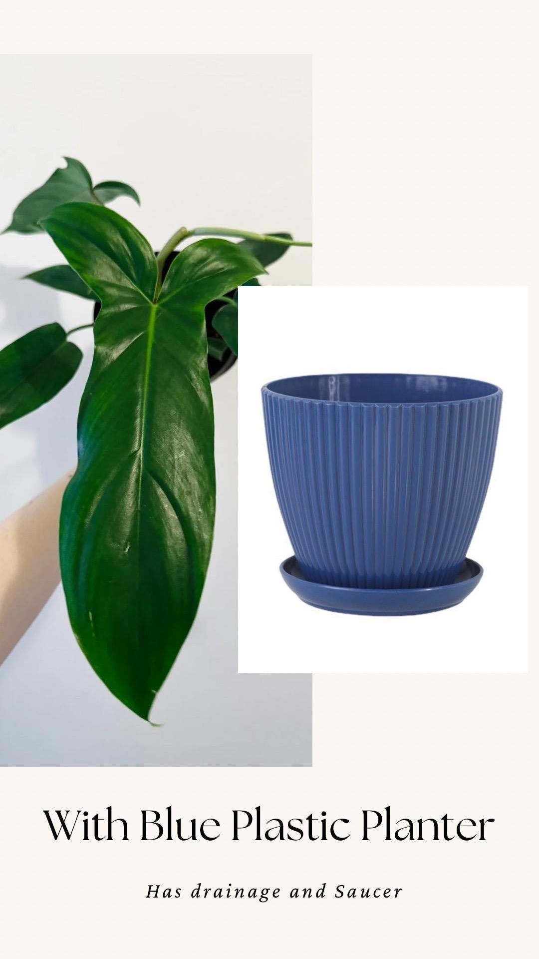 Philodendron 69686 Plant - 6β Pot - Live Plant - Indoor- Houseplant - Rare Plant