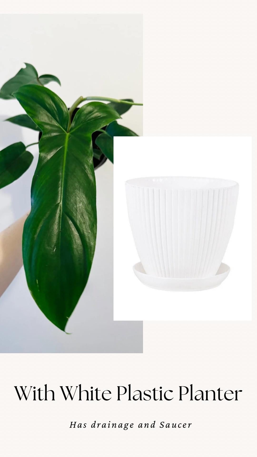 Philodendron 69686 Plant - 6β Pot - Live Plant - Indoor- Houseplant - Rare Plant
