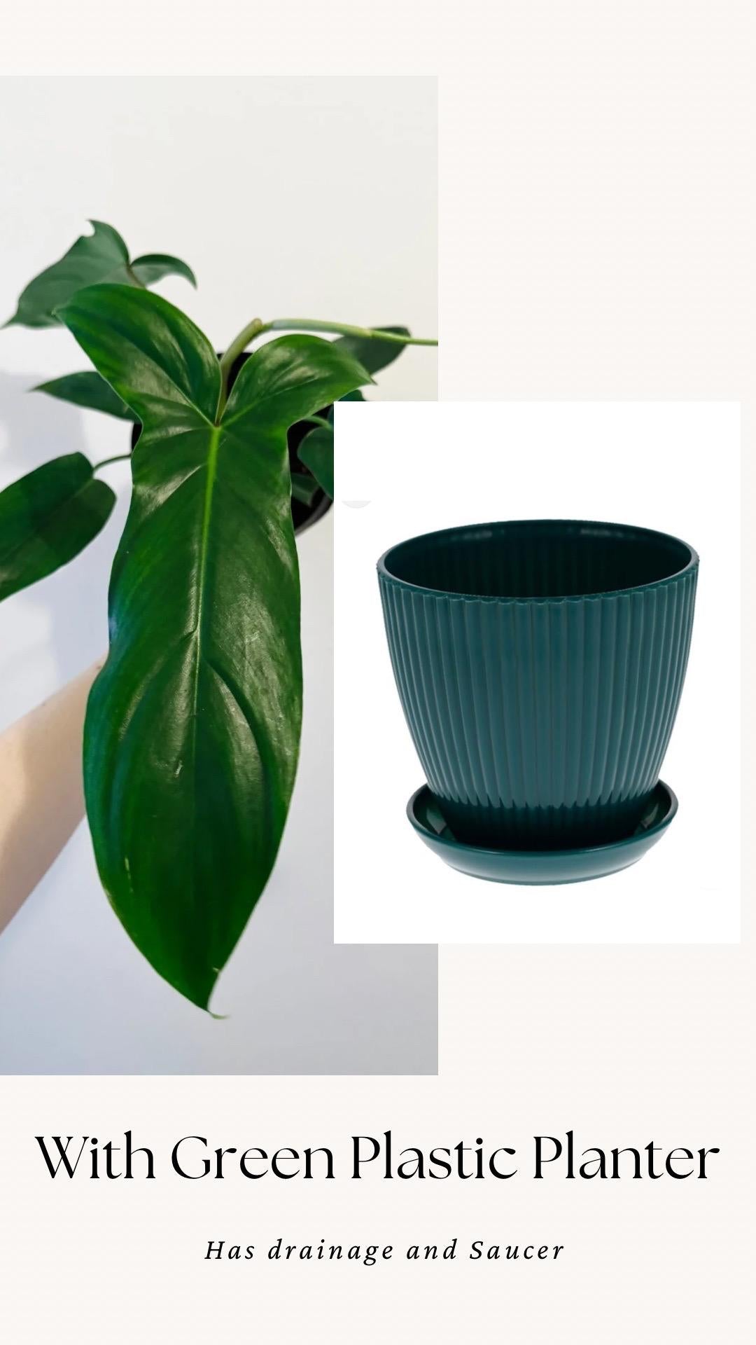 Philodendron 69686 Plant - 6β Pot - Live Plant - Indoor- Houseplant - Rare Plant