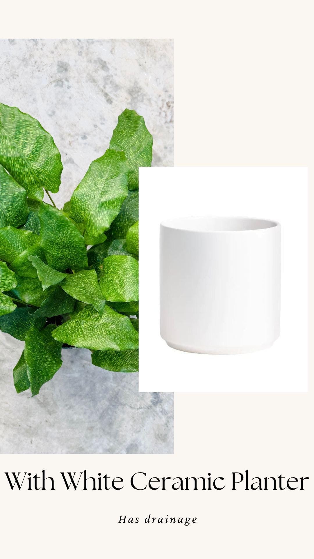 Calathea Musaica Live Plant - 6 inch | Pot - optional decorative pot