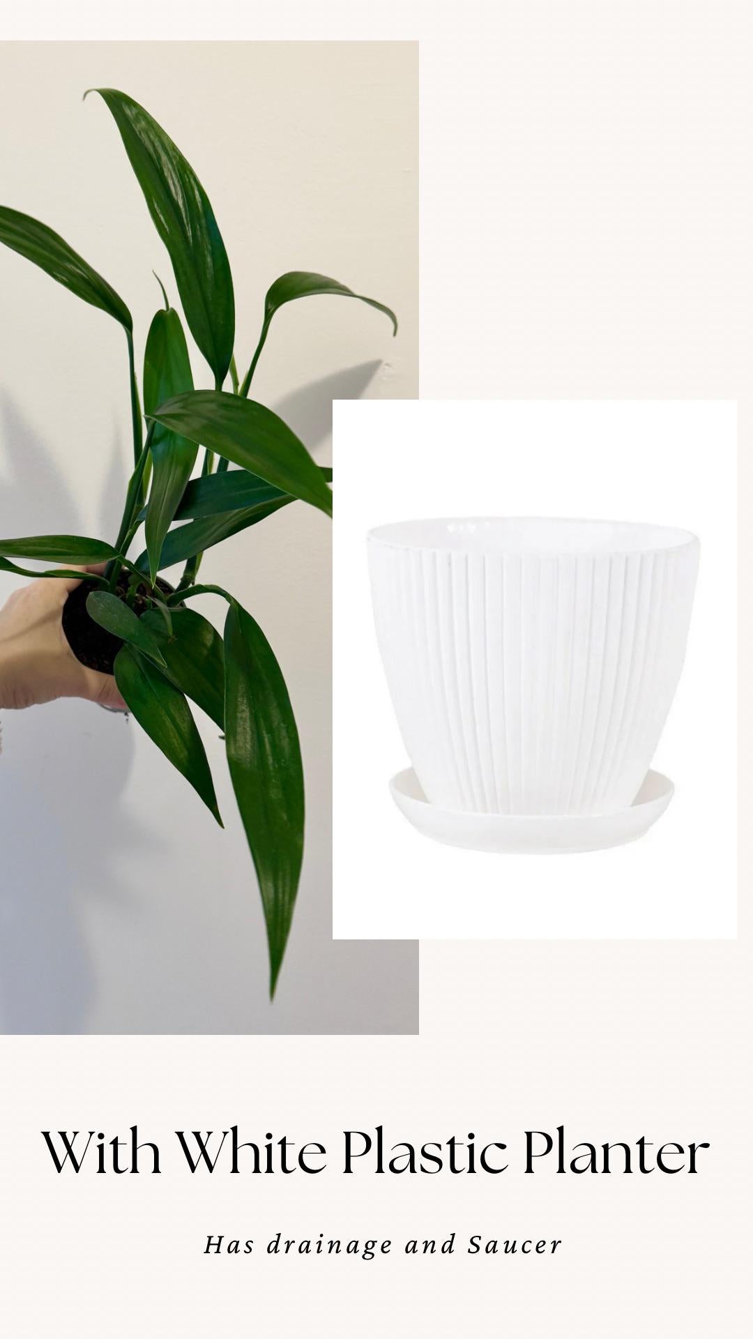 Epipremnum Amplissimum Plant in 4" Pot - Live Plant - optional decorative pot
