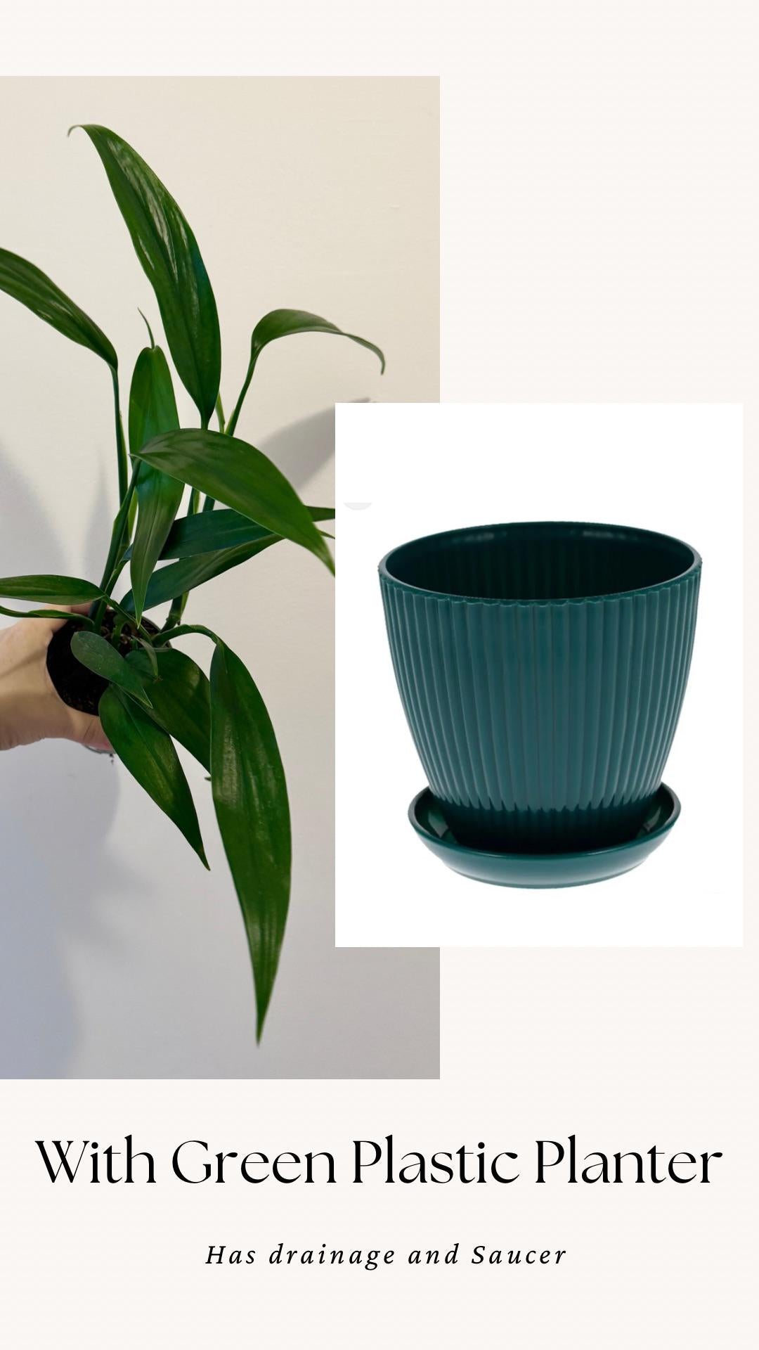 Epipremnum Amplissimum Plant in 4" Pot - Live Plant - optional decorative pot