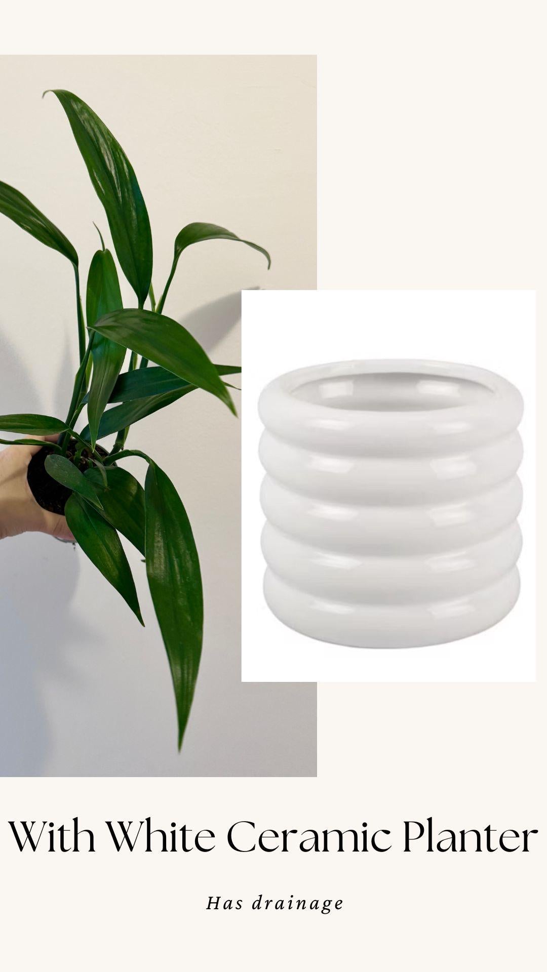 Epipremnum Amplissimum Plant in 4" Pot - Live Plant - optional decorative pot