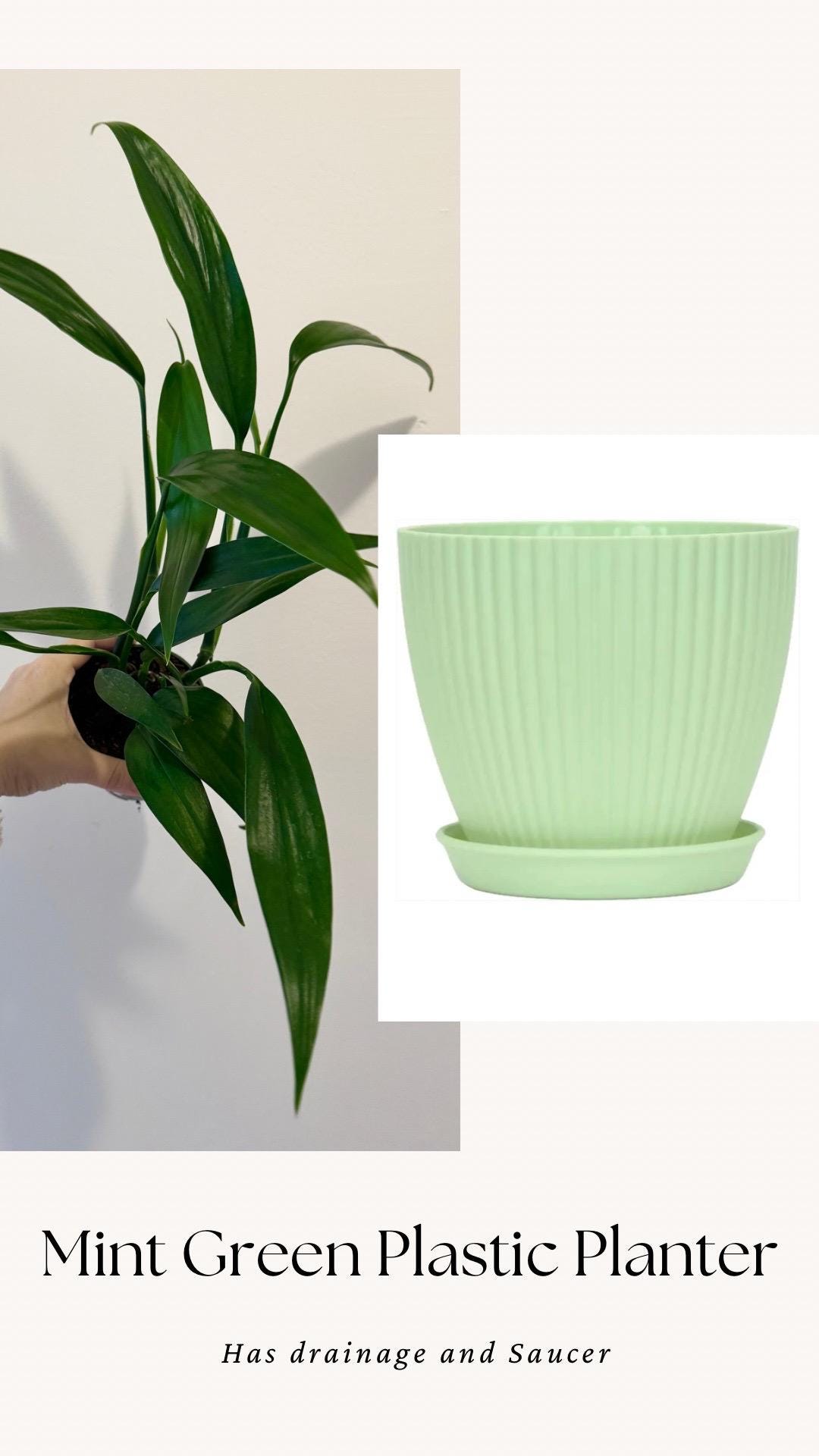 Epipremnum Amplissimum Plant in 4" Pot - Live Plant - optional decorative pot