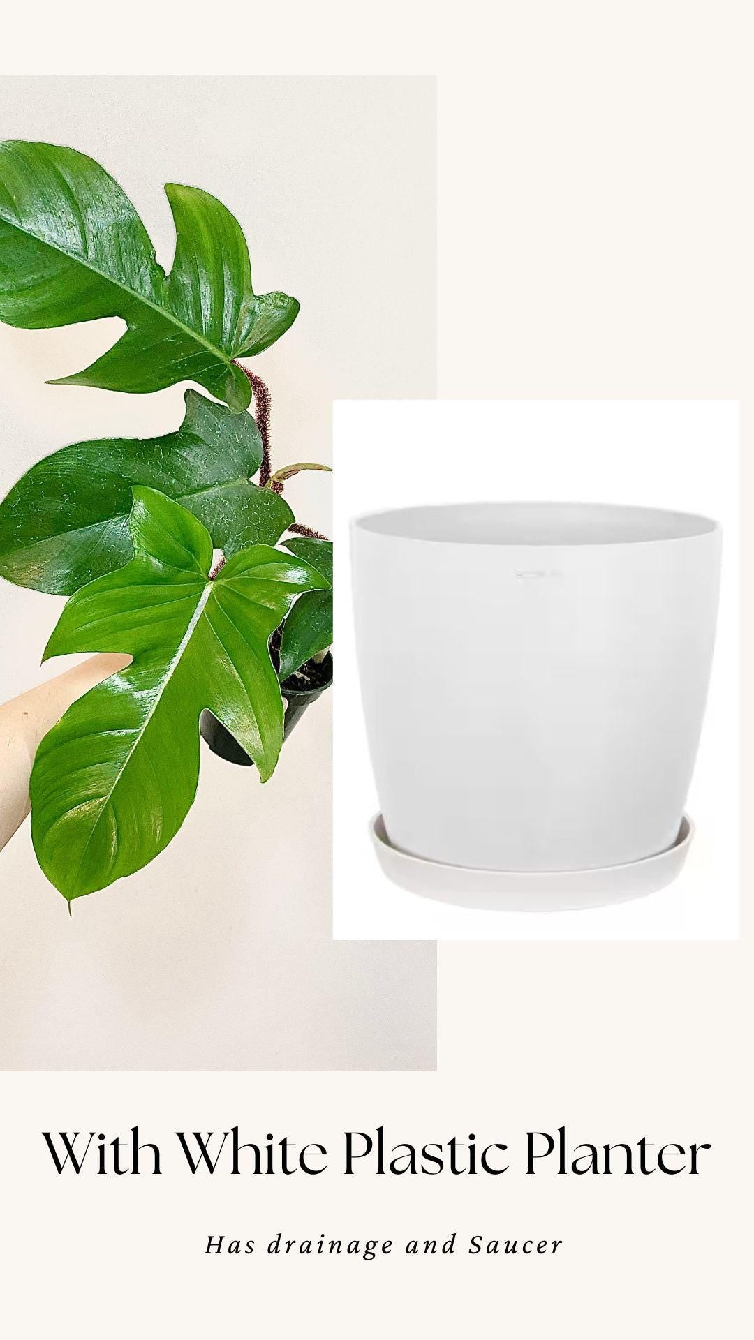 Philodendron Squamiferum Plant - 3.5 Pot - Live Plant - optional decorative pot