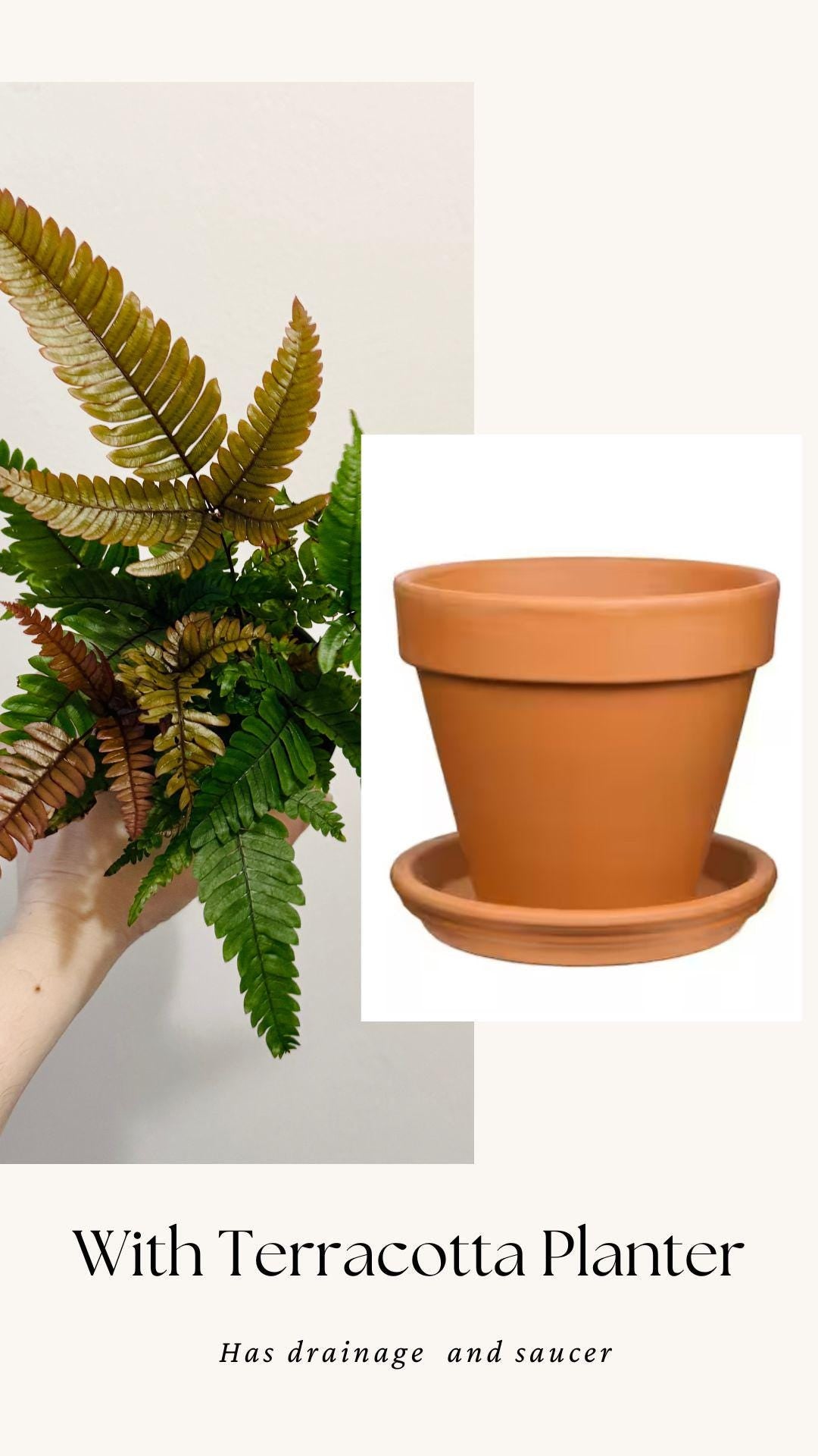 Fern Pteris Quadriaurita Tricolor β - 4 inch Pot - Live Plant - optional decorative pot