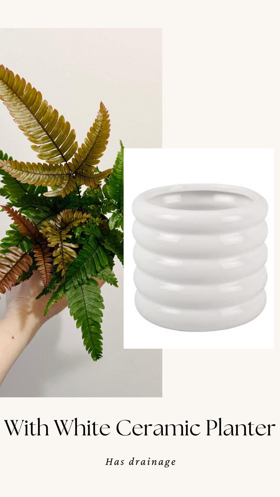 Fern Pteris Quadriaurita Tricolor β - 4 inch Pot - Live Plant - optional decorative pot