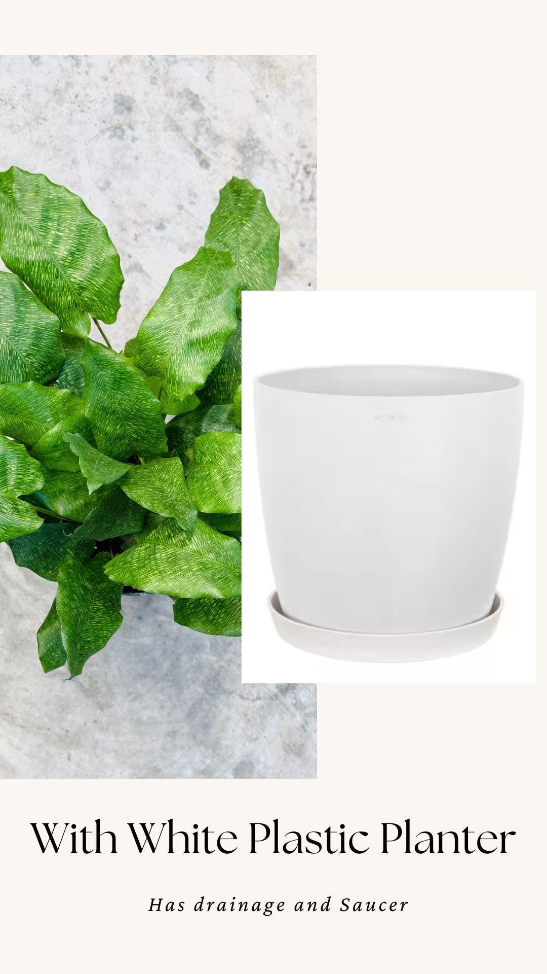 Calathea Musaica Live Plant - 4 inch | 6 inch Pot - optional decorative pot