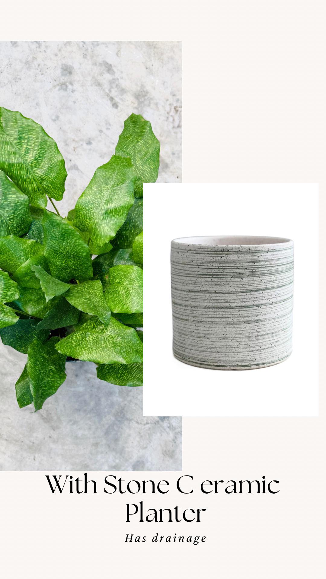 Calathea Musaica Live Plant - 4 inch | 6 inch Pot - optional decorative pot