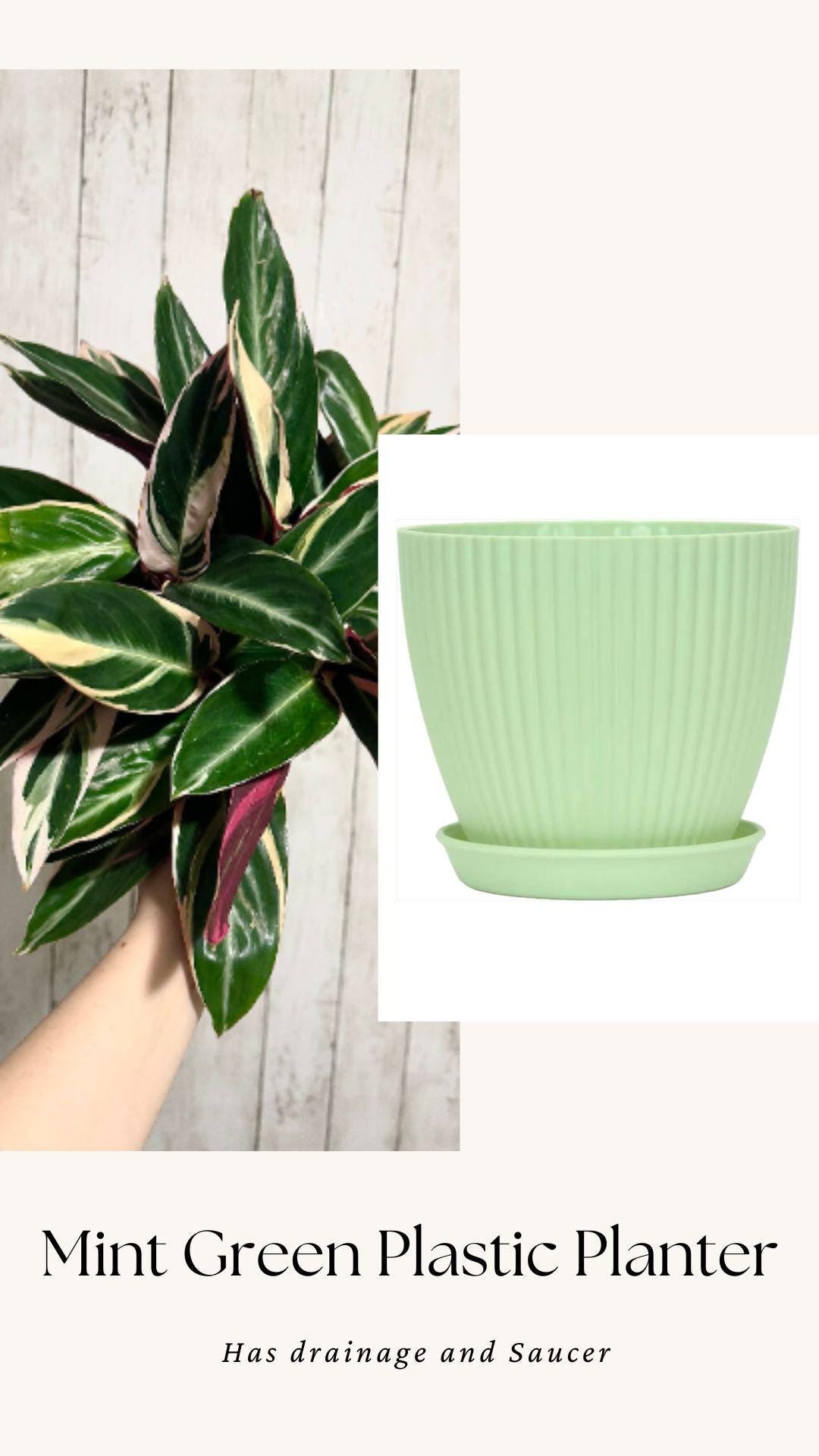 Stromanthe Triostar, Tricolor, Prayer Plant - Calathea Plant 6.5" pot