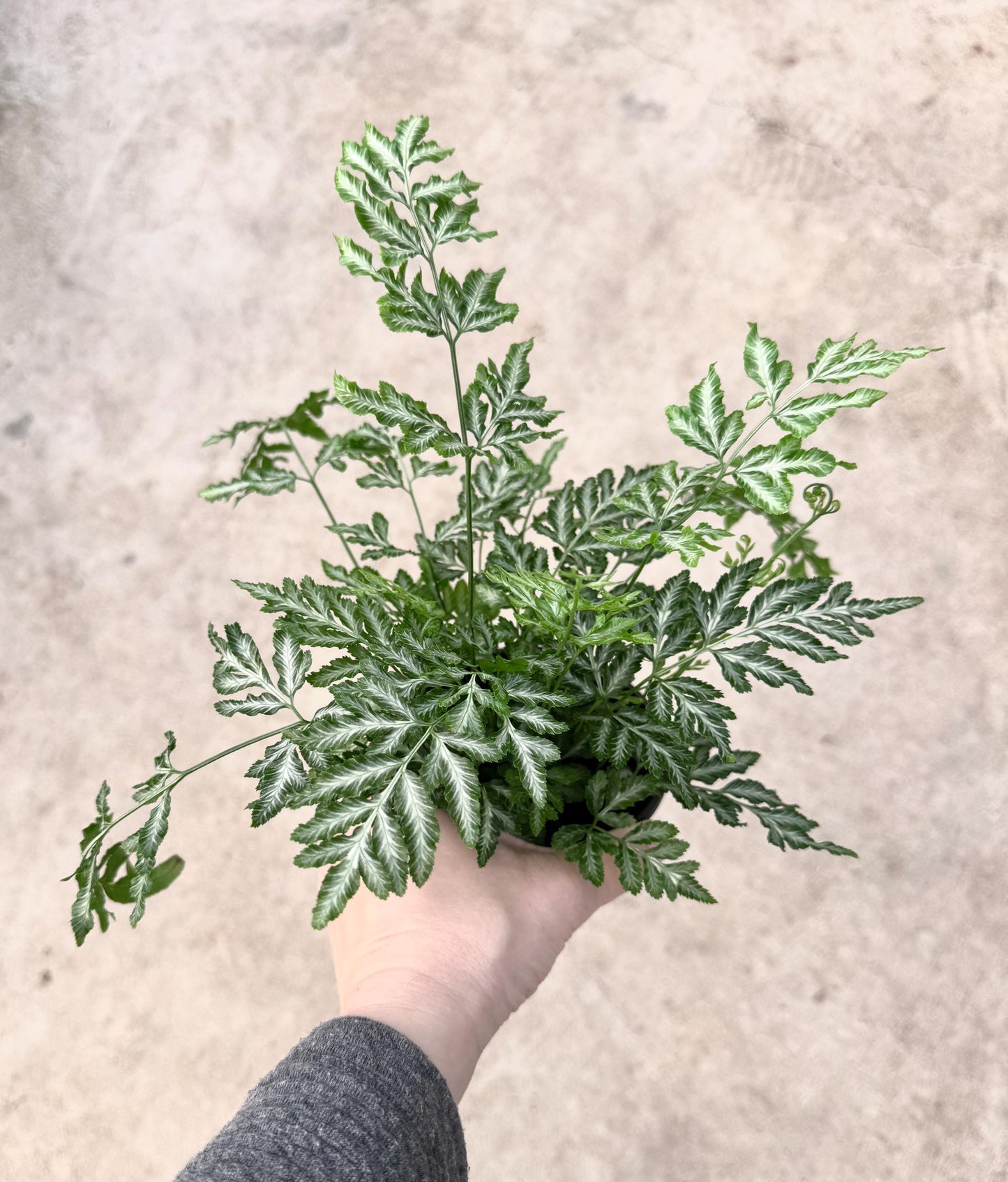 Silver Lace Pteris Fern - 4 inch Pot - Live Plant - optional decorative pot