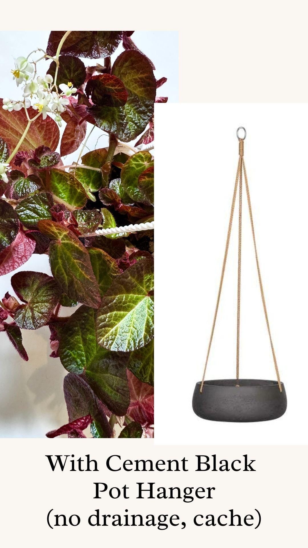 Begonia Manaus - Rare Flowering Plant - 6" Hanging Basket
