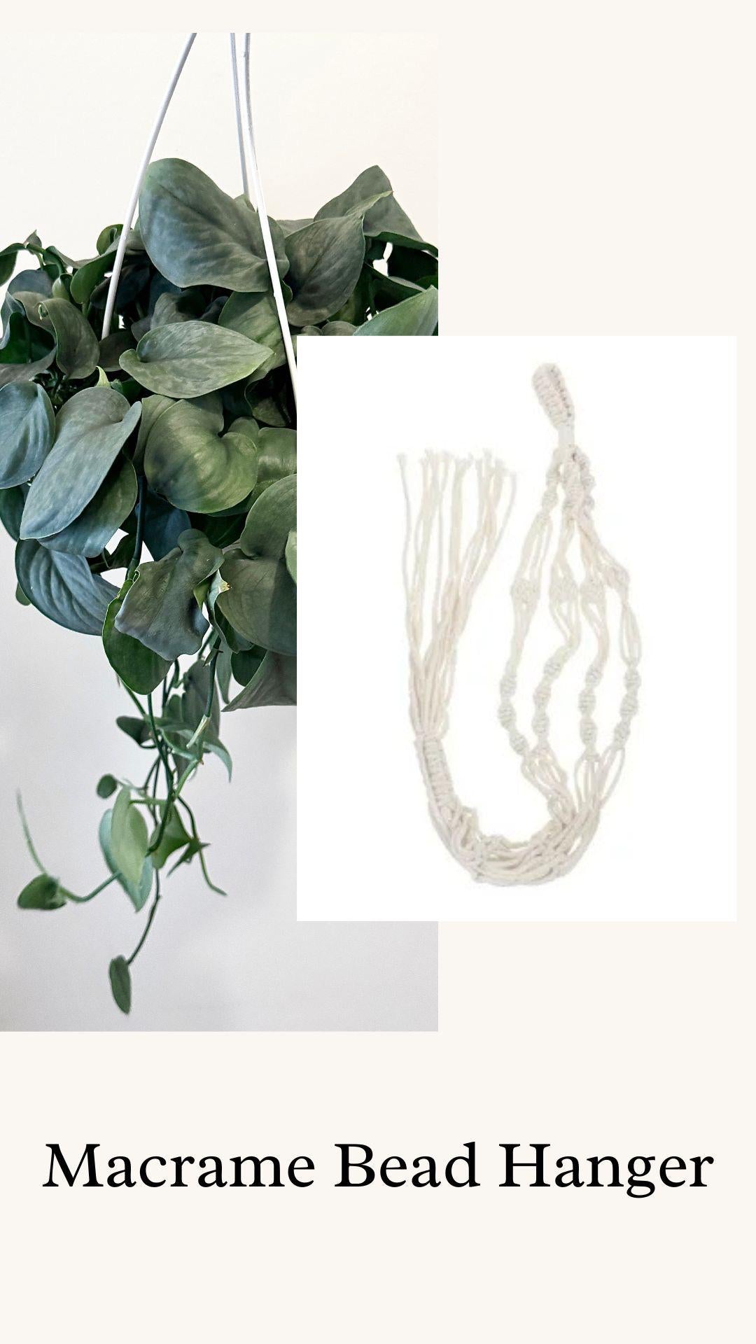 Scindapsus Silver Hero Plant - 6" Hanging Basket