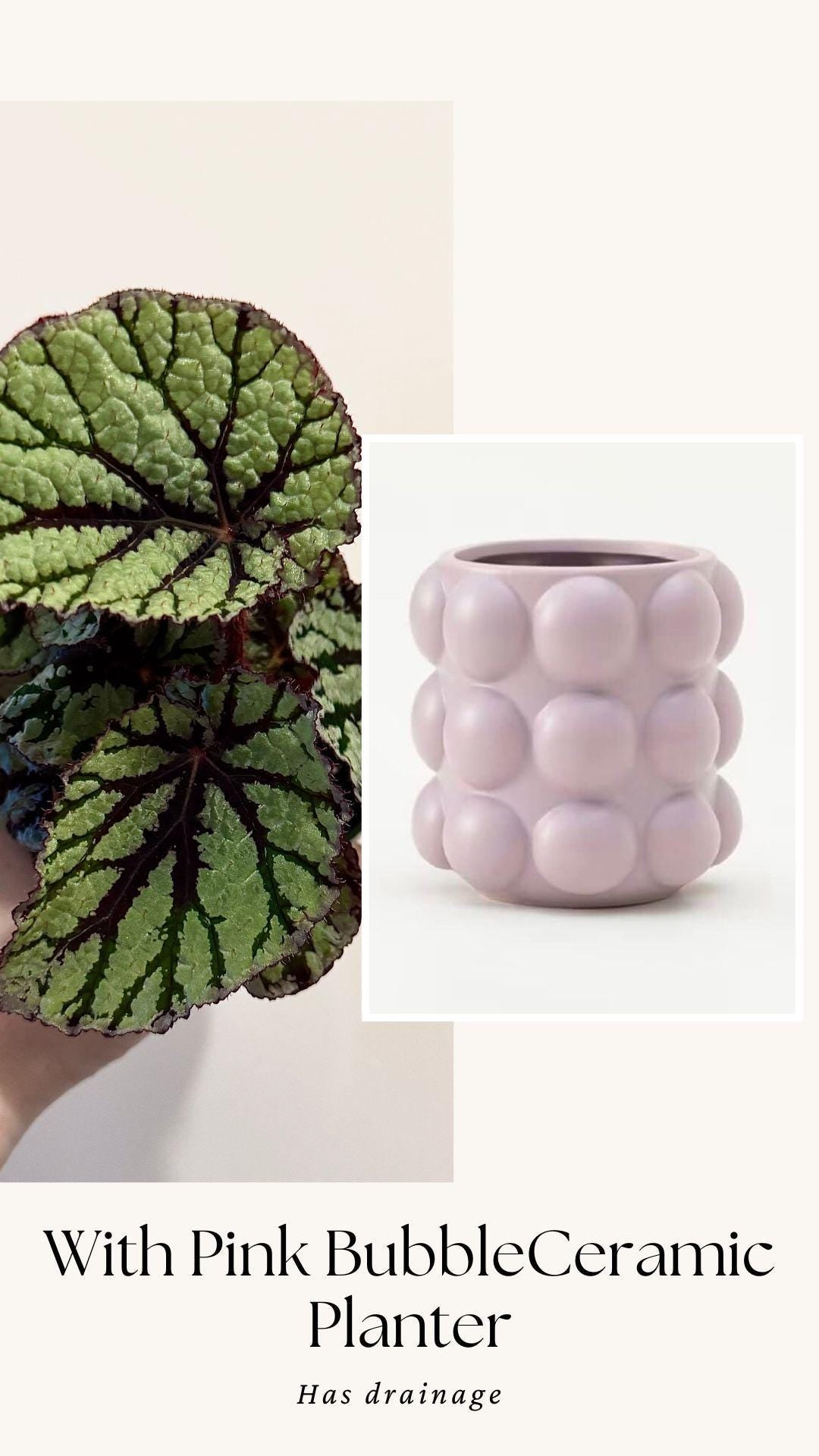 Begonia Fedor Plant - 4β Pot - Flowering plant - optional decorative pot