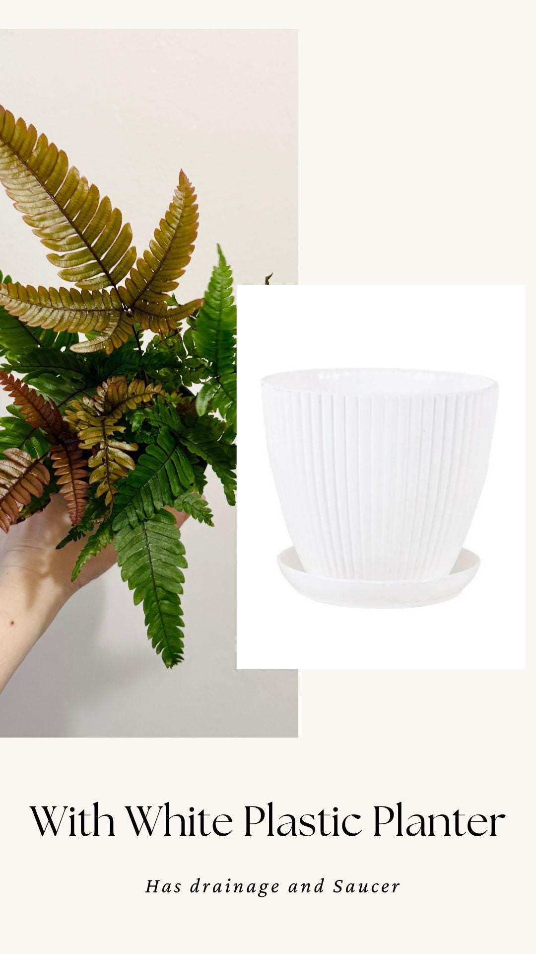 Fern Pteris Quadriaurita Tricolor β - 4 inch Pot - Live Plant - optional decorative pot