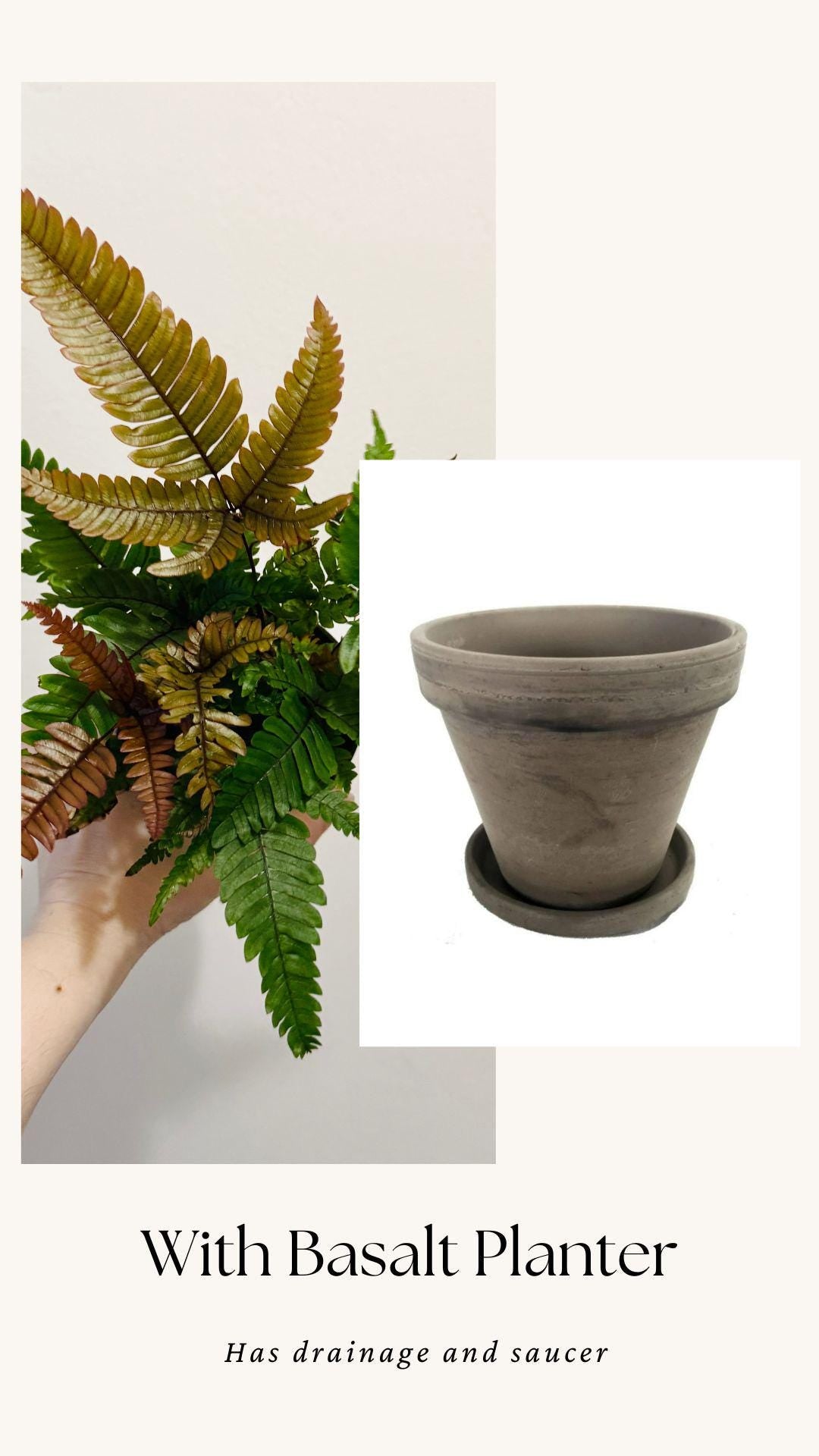 Fern Pteris Quadriaurita Tricolor β - 4 inch Pot - Live Plant - optional decorative pot