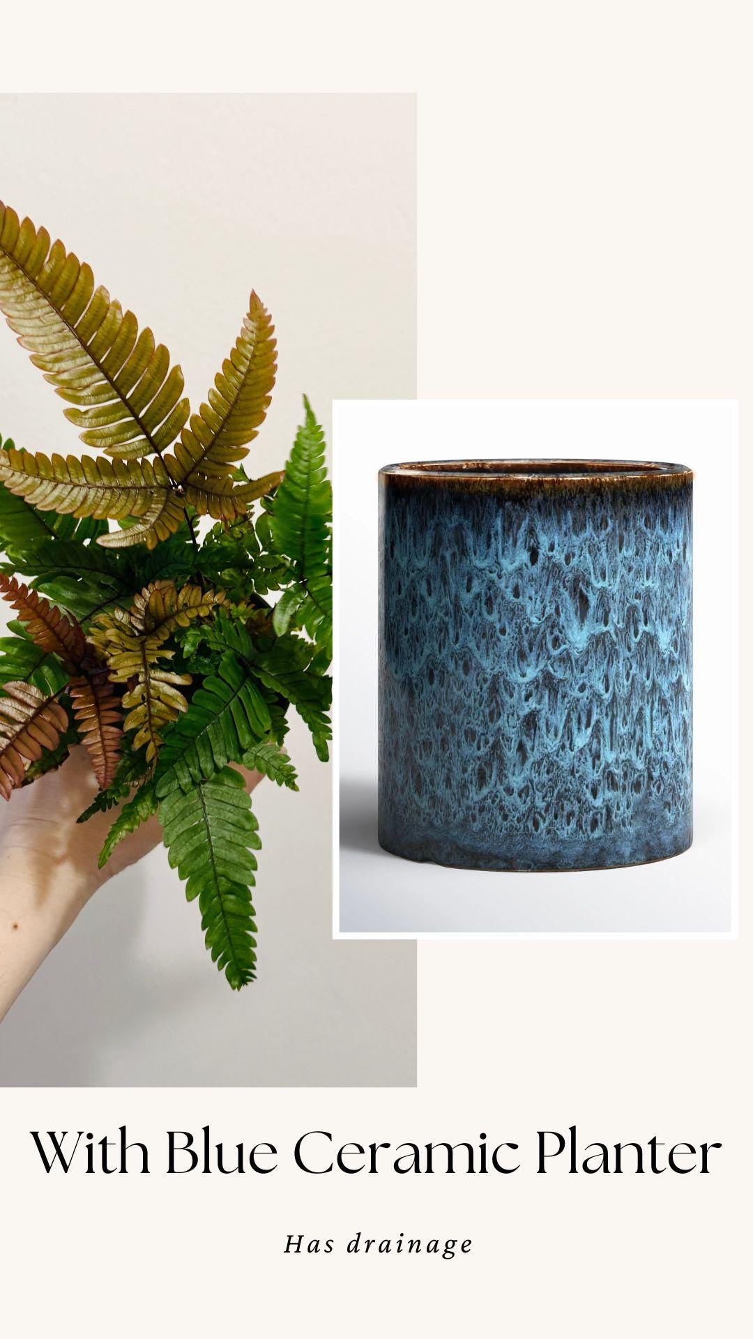 Fern Pteris Quadriaurita Tricolor β - 4 inch Pot - Live Plant - optional decorative pot