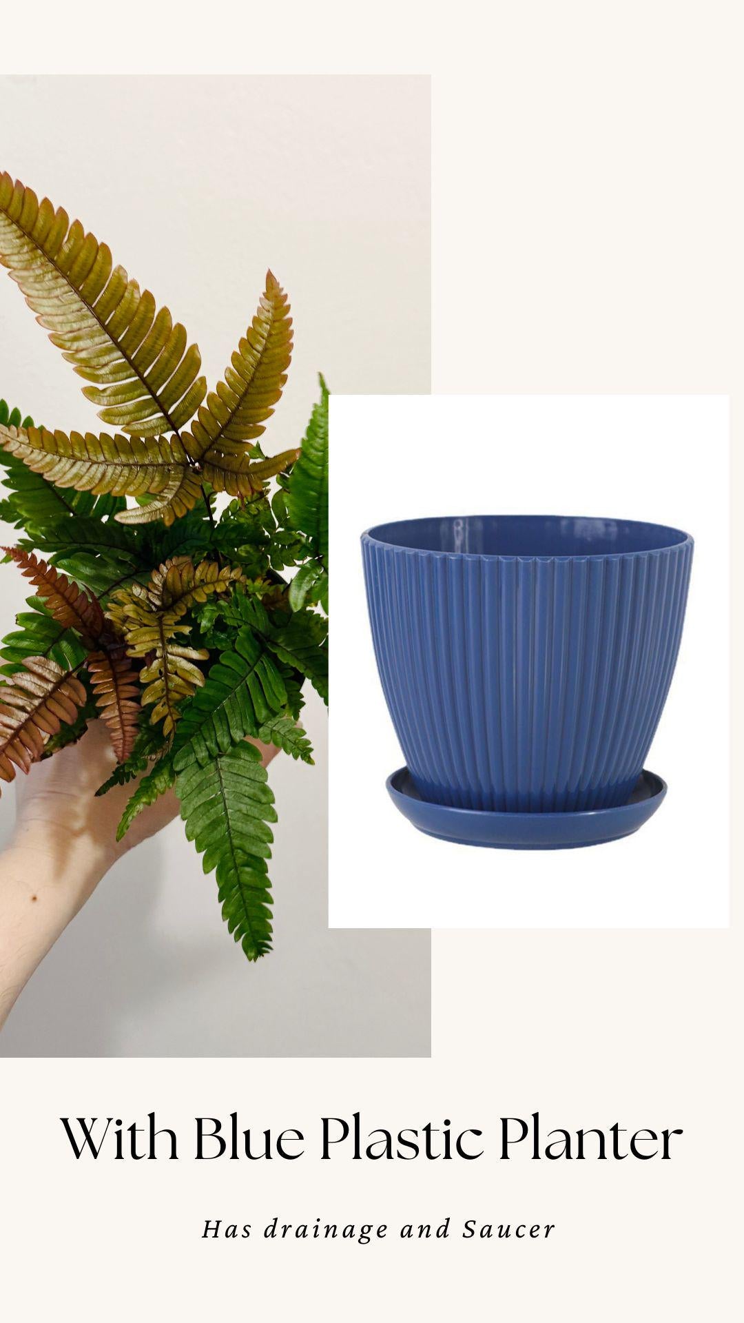 Fern Pteris Quadriaurita Tricolor β - 4 inch Pot - Live Plant - optional decorative pot