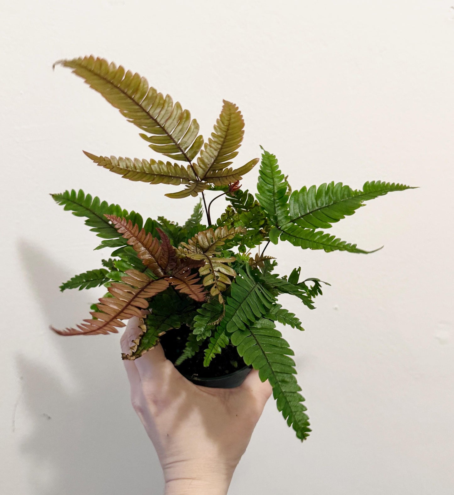 Fern Pteris Quadriaurita Tricolor β - 4 inch Pot - Live Plant - optional decorative pot