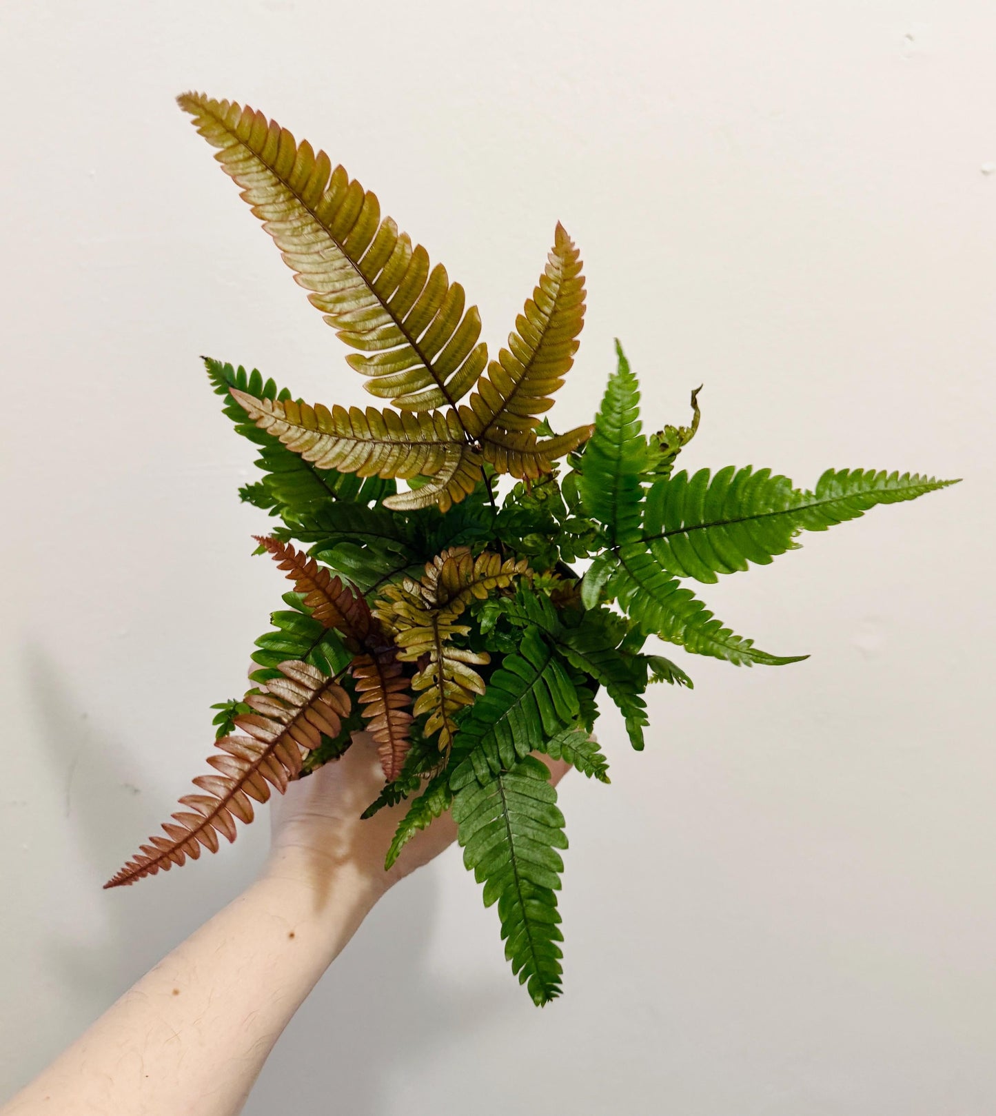 Fern Pteris Quadriaurita Tricolor β - 4 inch Pot - Live Plant - optional decorative pot