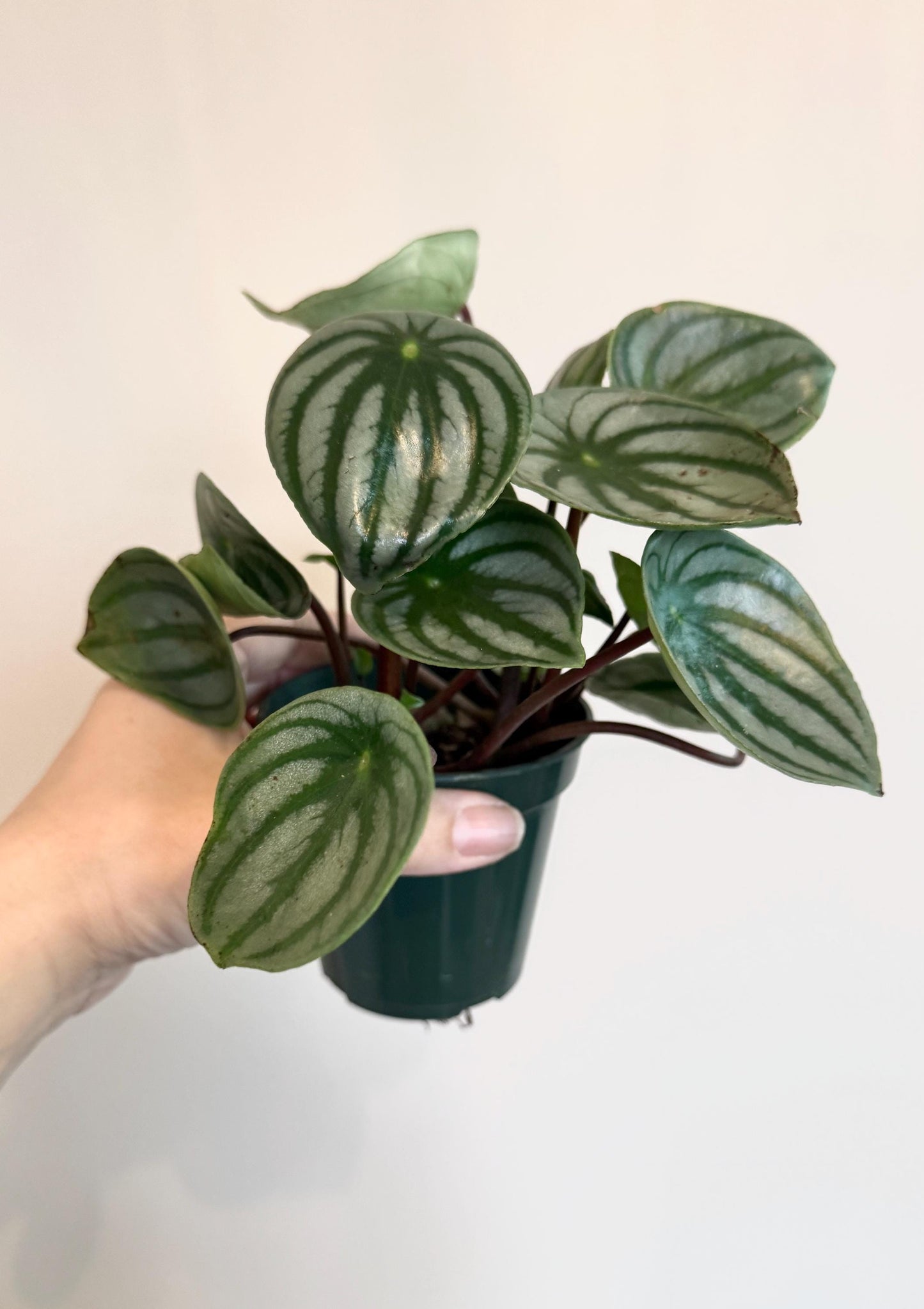 Peperomia Watermelon Plant - 4β Pot - Live Plant - optional decorative pot