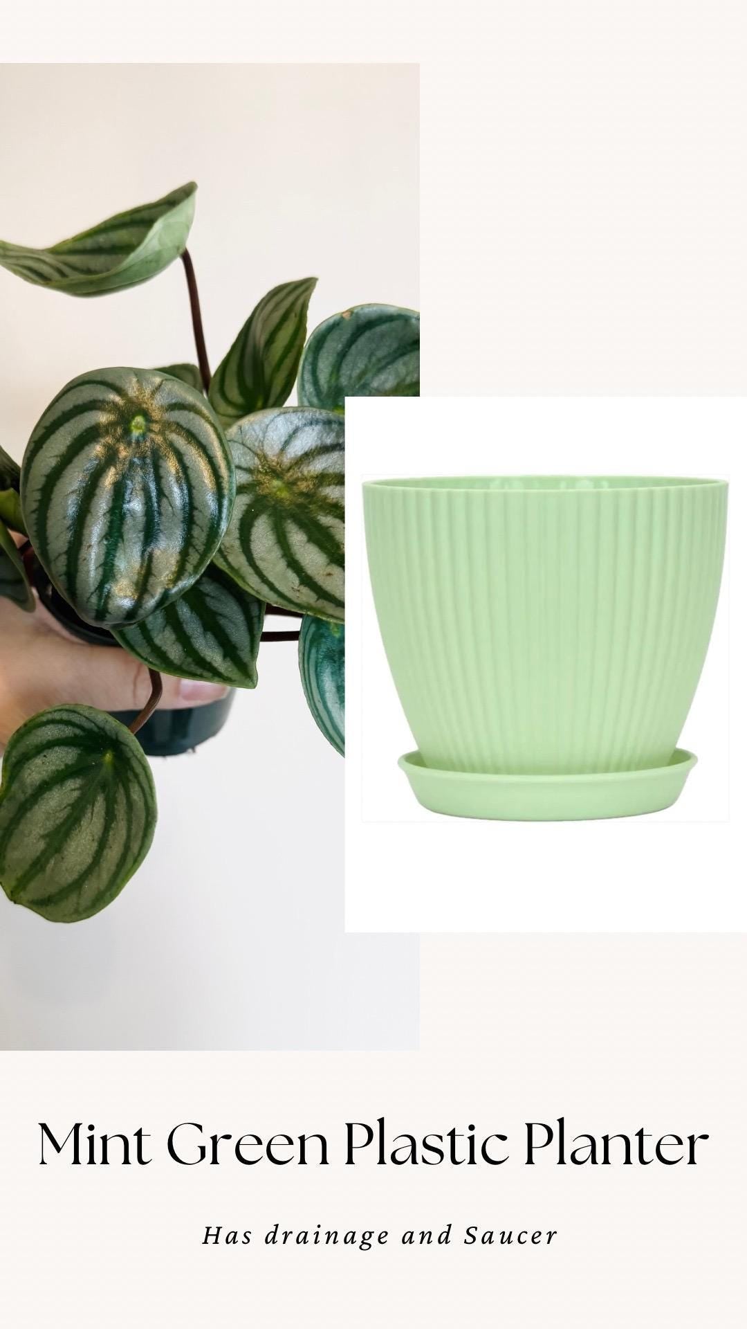 Peperomia Watermelon Plant - 4β Pot - Live Plant - optional decorative pot