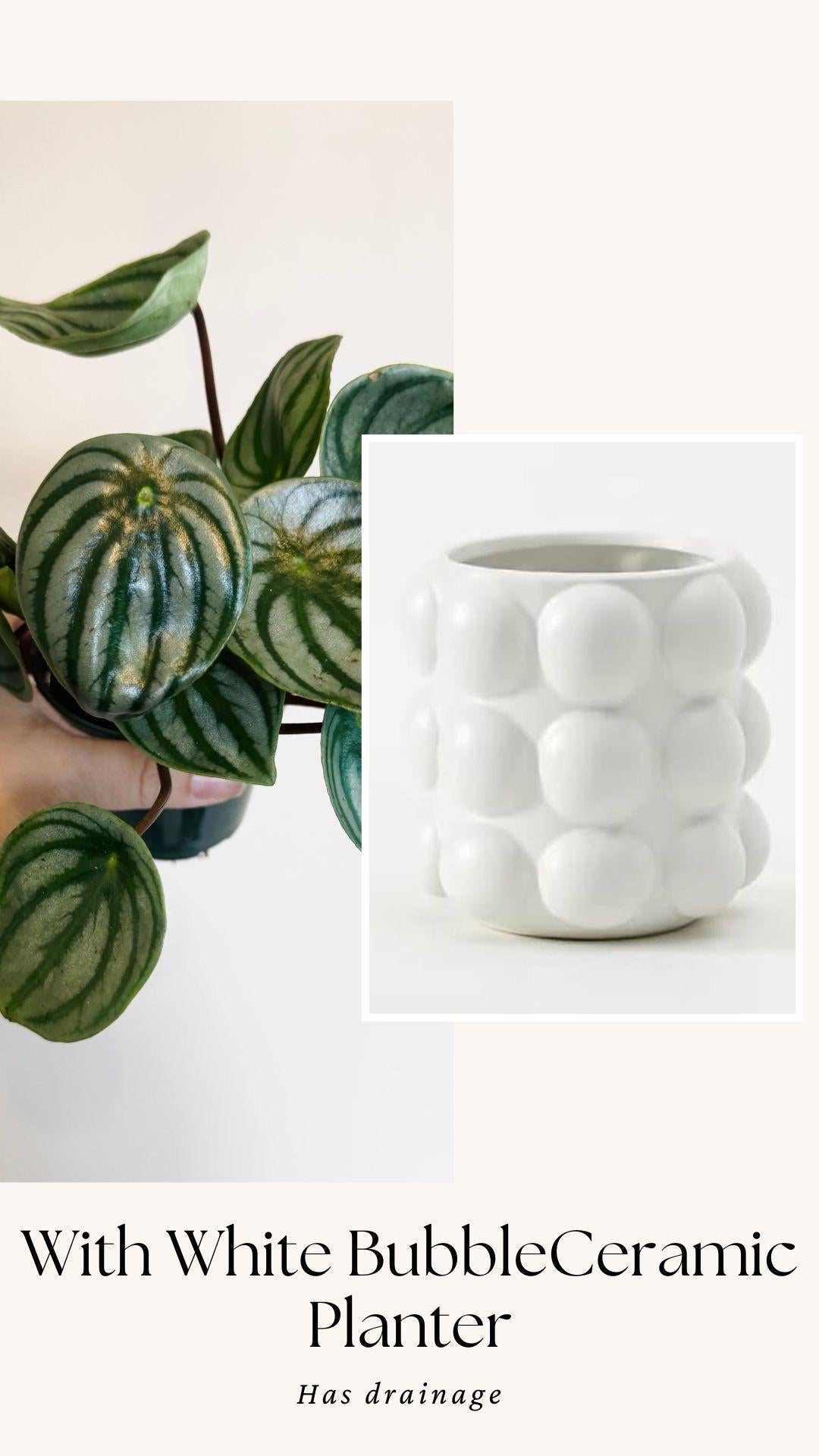 Peperomia Watermelon Plant - 4β Pot - Live Plant - optional decorative pot