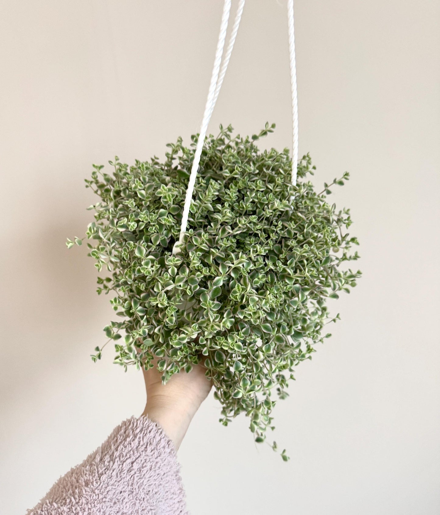 Sedum 'Little Missy Succulent Plant 4.5 inch Hanging pot - Live Plant - optional decorative hanger