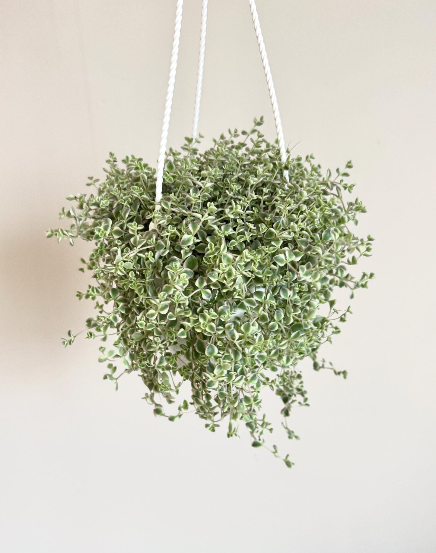 Sedum 'Little Missy Succulent Plant 4.5 inch Hanging pot - Live Plant - optional decorative hanger