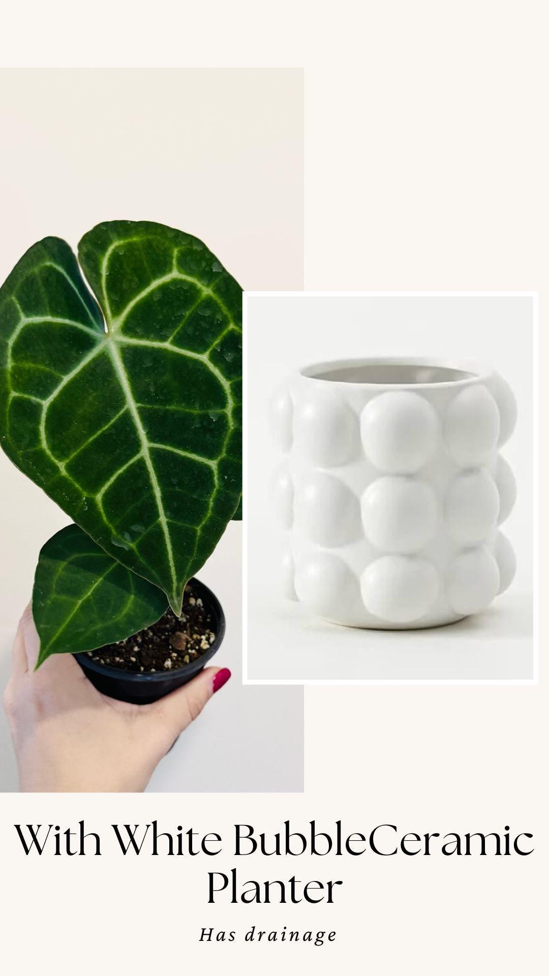 Anthurium Clarinervium Plant - 4 inch Nursery Pot