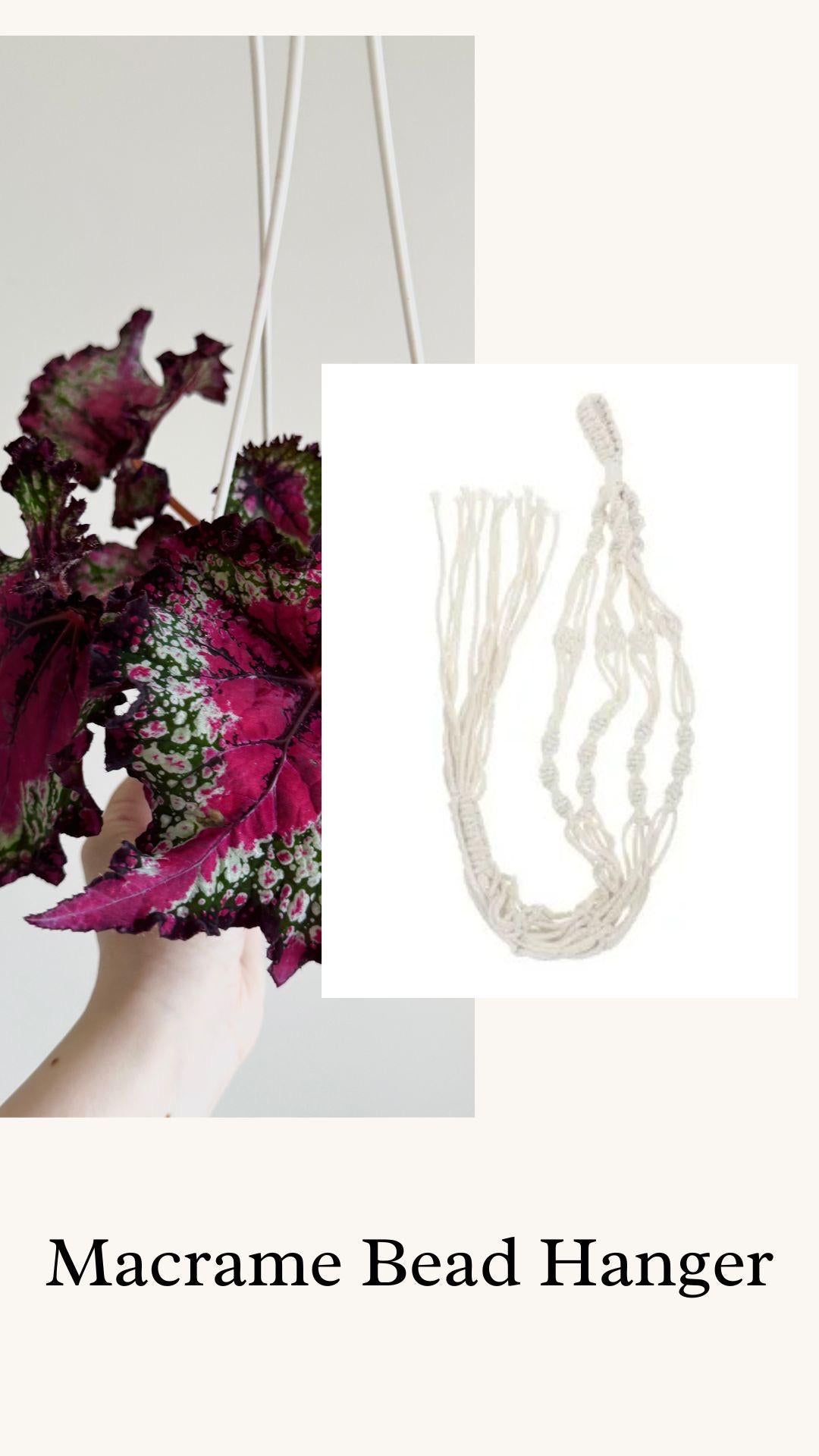 Begonia Hybrid Berry/Watermelon Rex Begonia | 6 inch Hanging Basket | optional decorative hanger