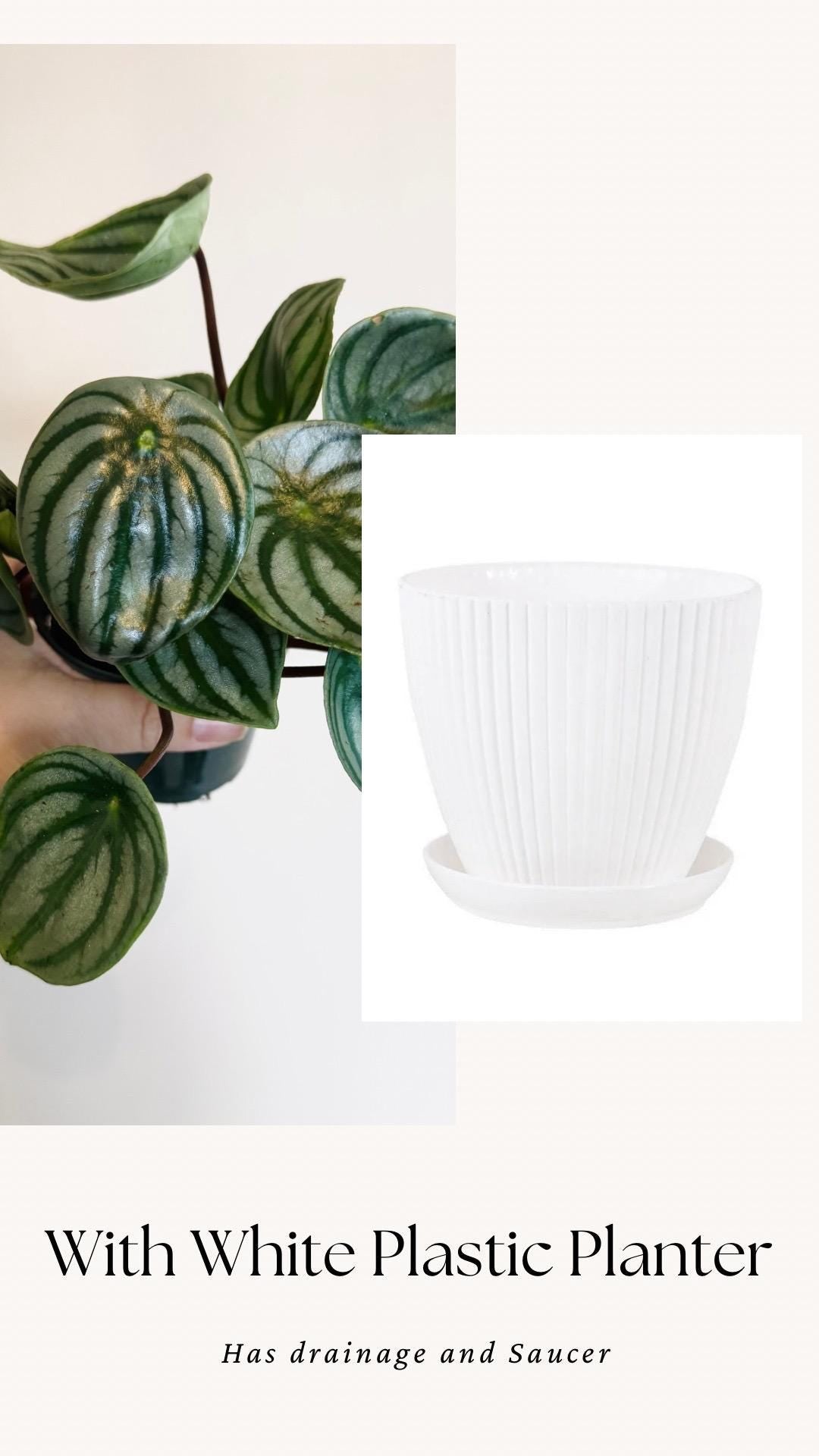 Peperomia Watermelon Plant - 4β Pot - Live Plant - optional decorative pot