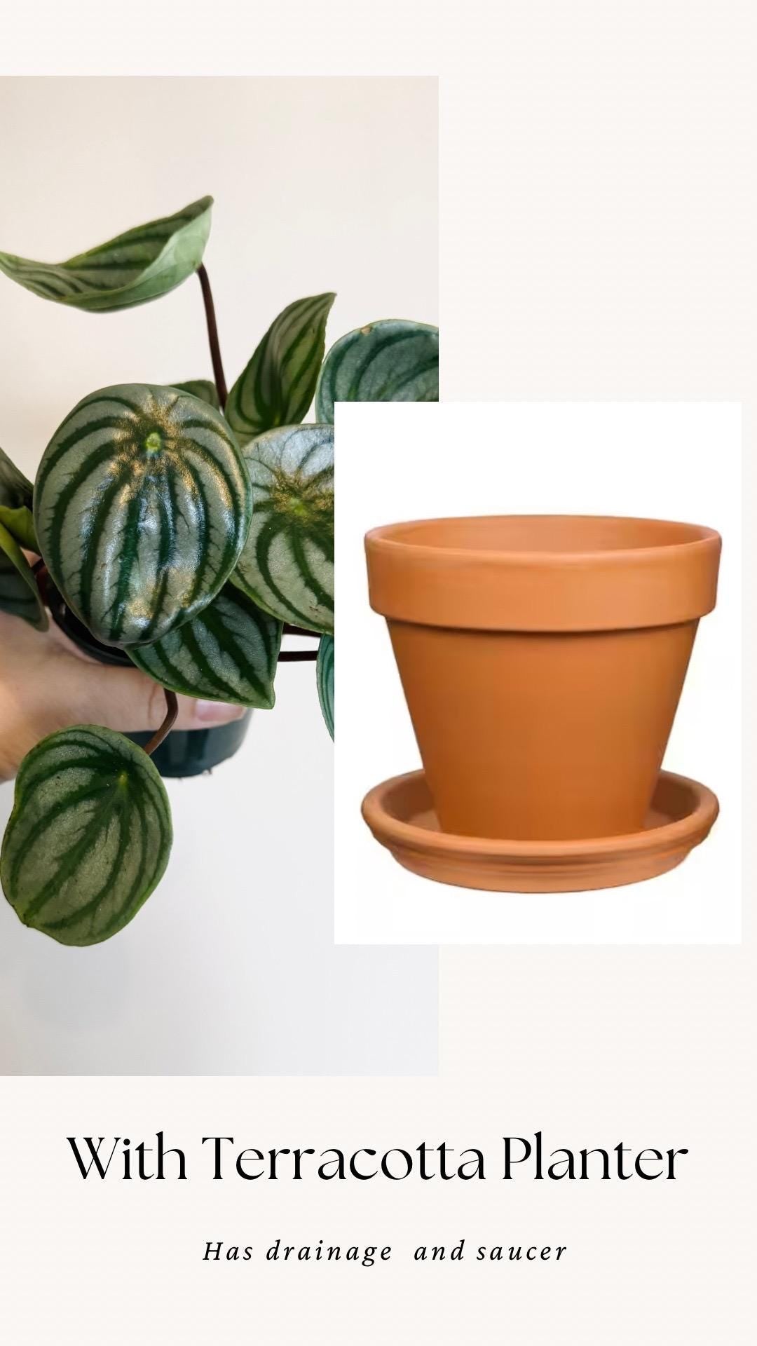 Peperomia Watermelon Plant - 4β Pot - Live Plant - optional decorative pot