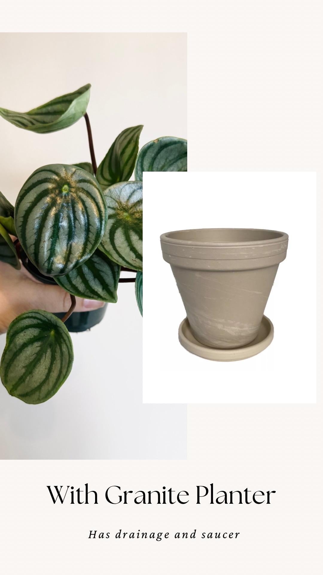 Peperomia Watermelon Plant - 4β Pot - Live Plant - optional decorative pot