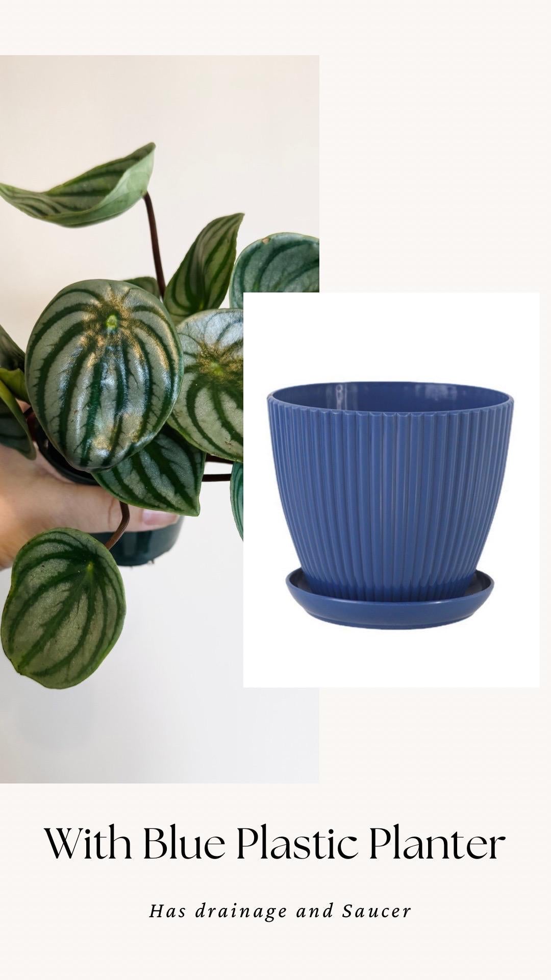 Peperomia Watermelon Plant - 4β Pot - Live Plant - optional decorative pot