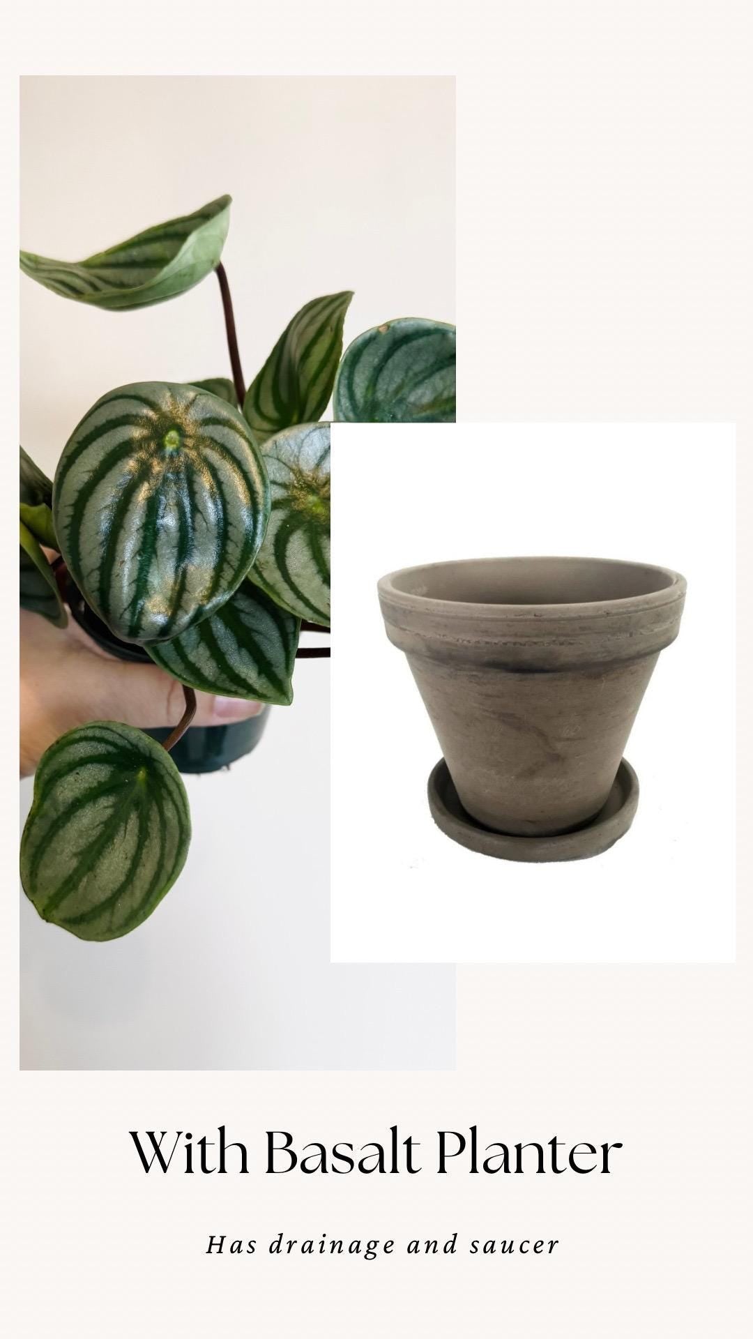 Peperomia Watermelon Plant - 4β Pot - Live Plant - optional decorative pot