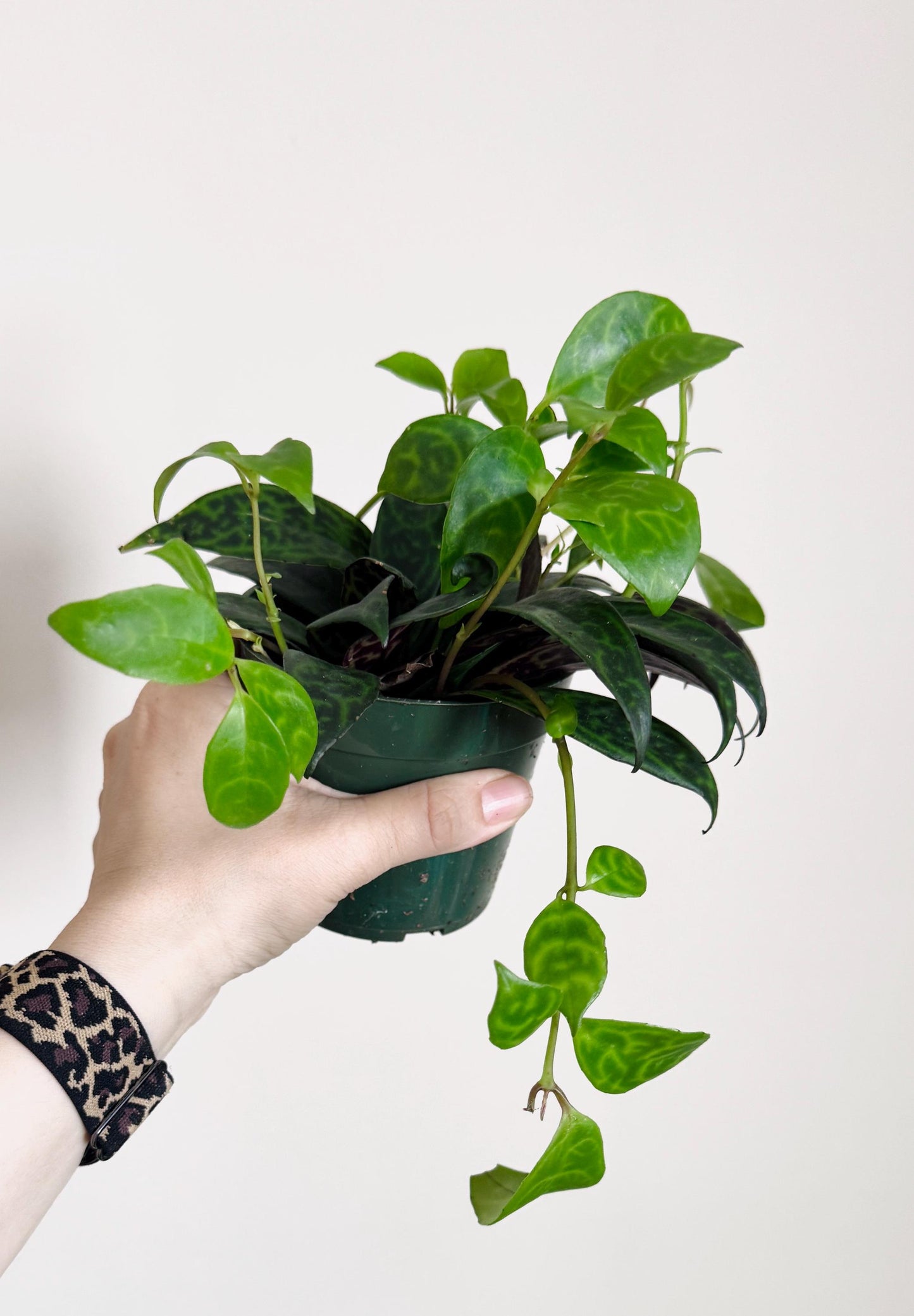 Lipstick Black Pagoda Plant 4β pot - Live Plant - optional decorative pot