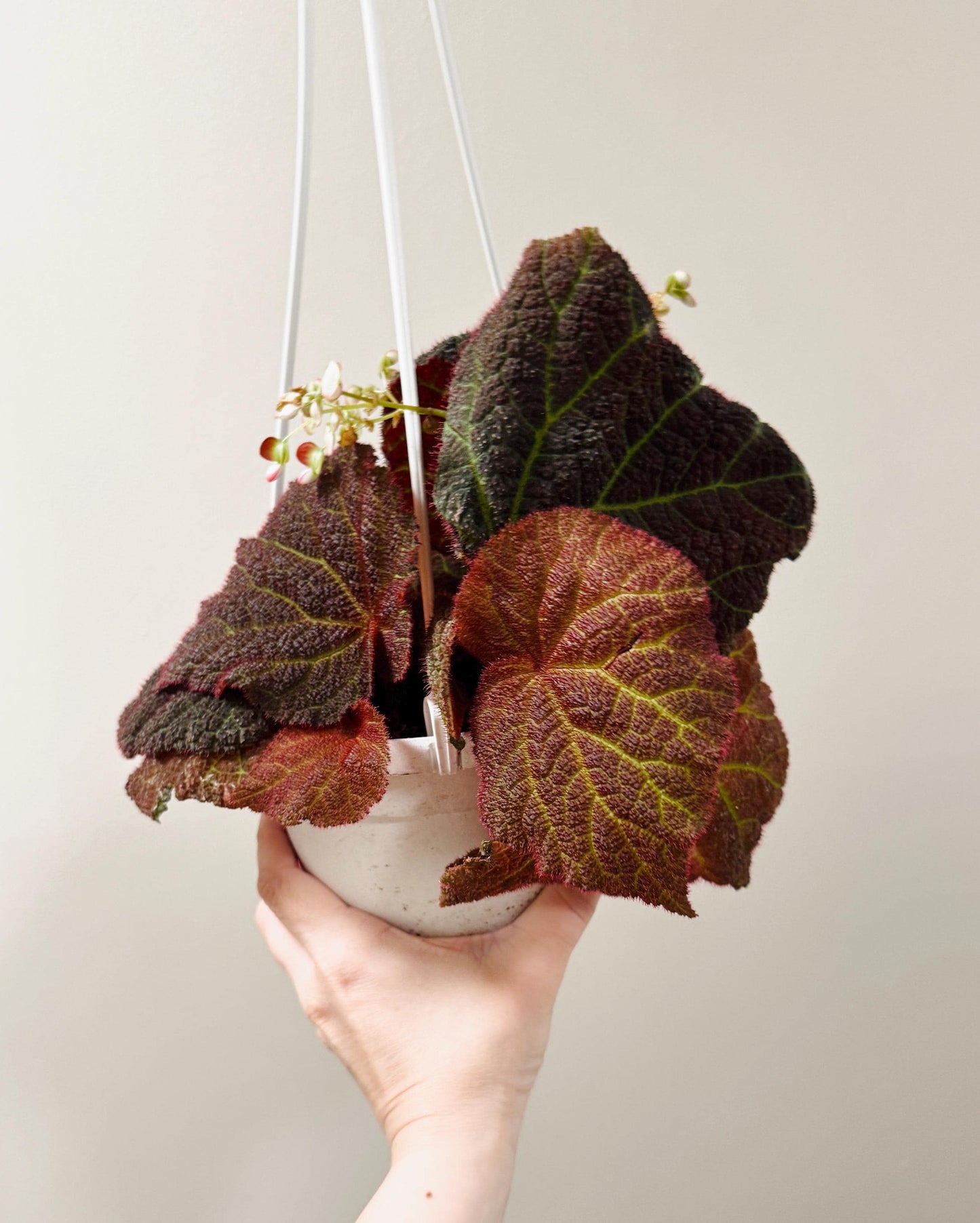 Begonia Chloroneura x Kui | 6 inch Hanging Basket | optional decorative hanger