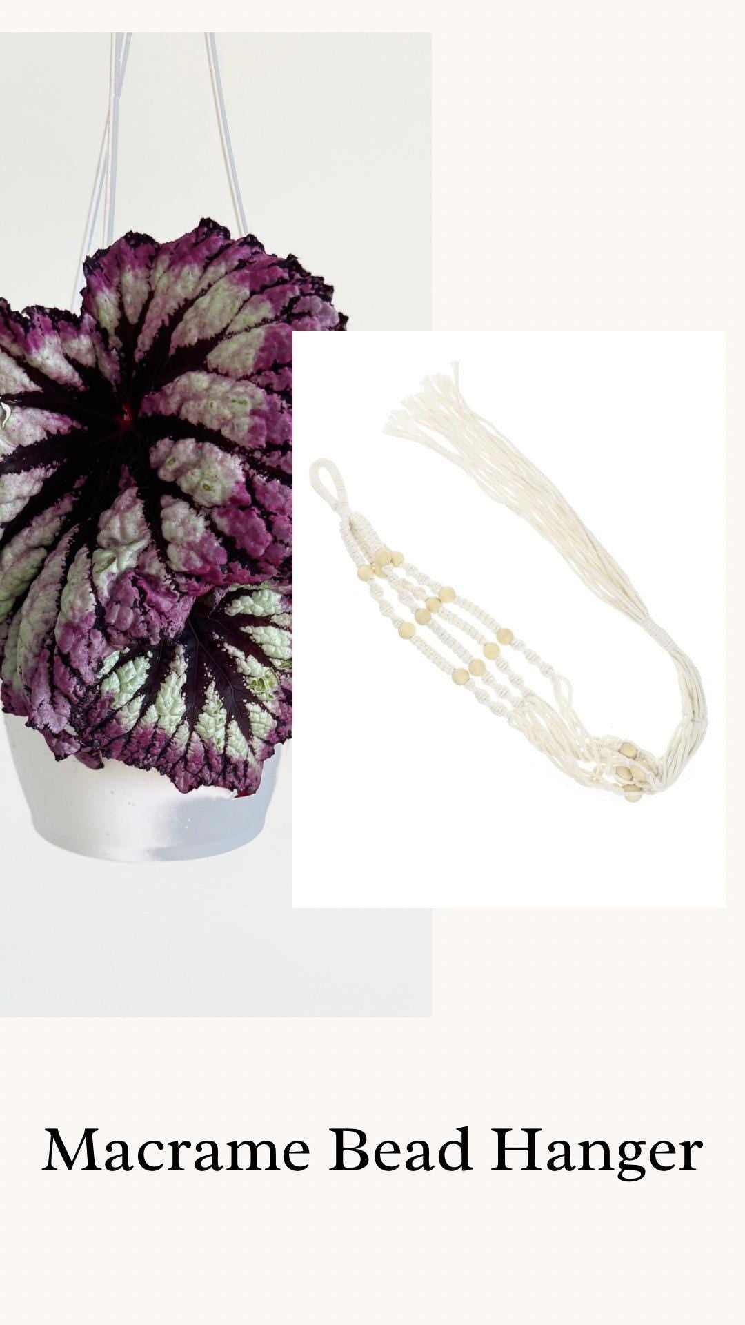 Begonia Fireworks Rex Begonia | 6 inch Hanging Basket | optional decorative hanger