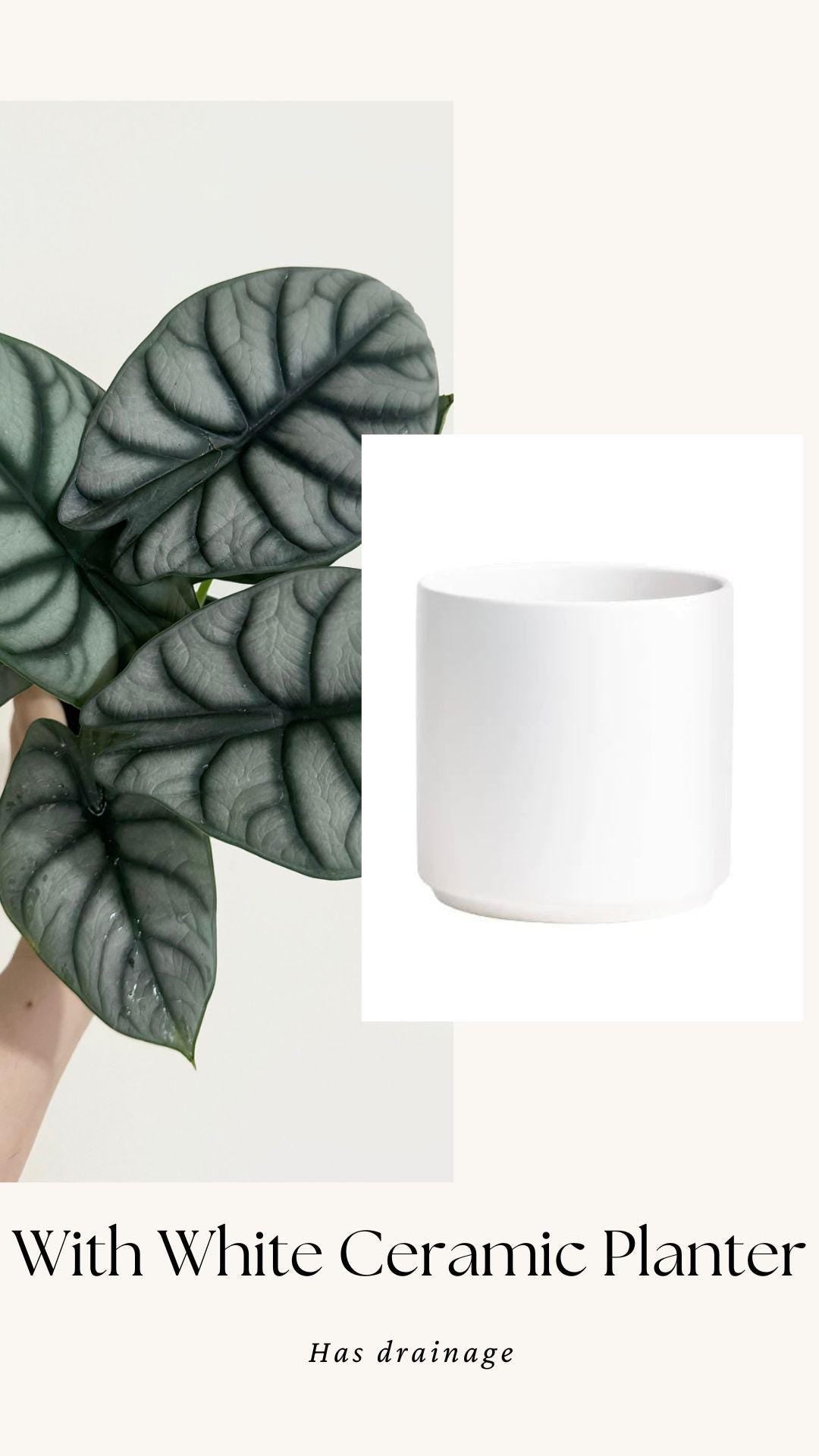 Alocasia Silver Dragon Plant- Live Plant 4" Nursery Pot