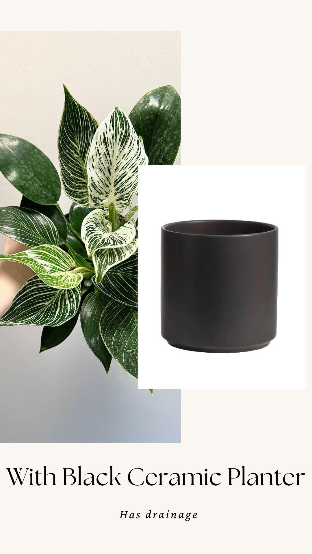 Philodendron Birkin Plant Flowering Plant - 6 inch Pot - Live Plant