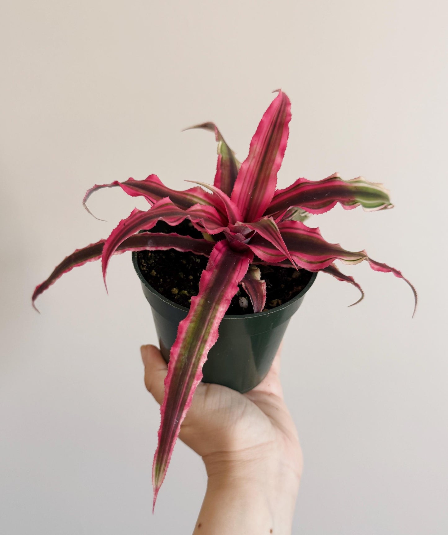 Cryptanthus Pink Earth Star Bromeliad Plant - 4 inch Pot - optional decorative pot