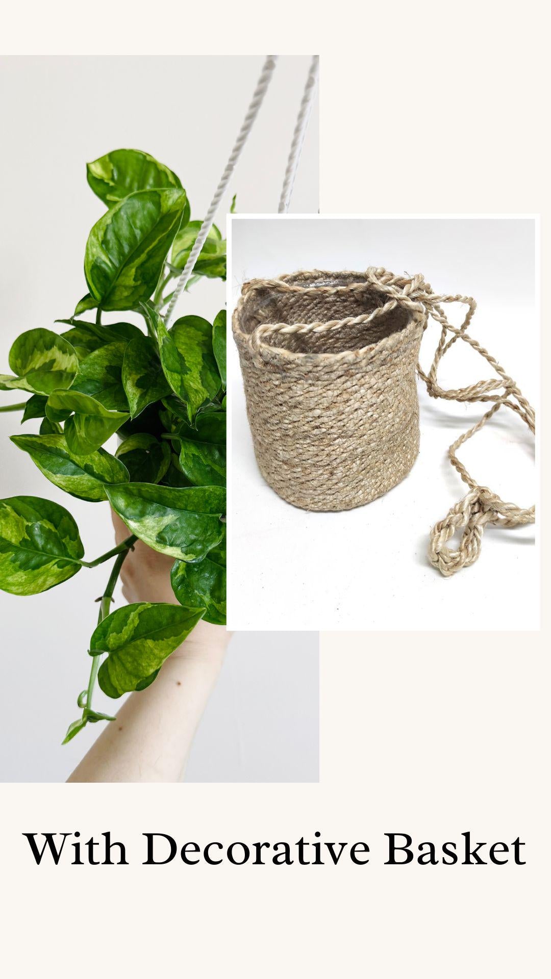 Lizard Queen Pothos Plant - Epipremnum Aureum - 4.5 Hanging Pot