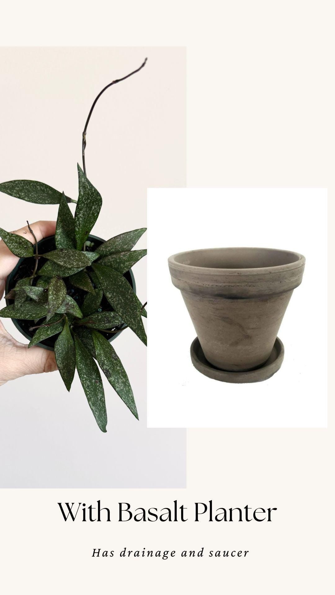Hoya Parviflora Flowering Wax Plant - 4 inch Pot - Live Plant - optional decorative pot